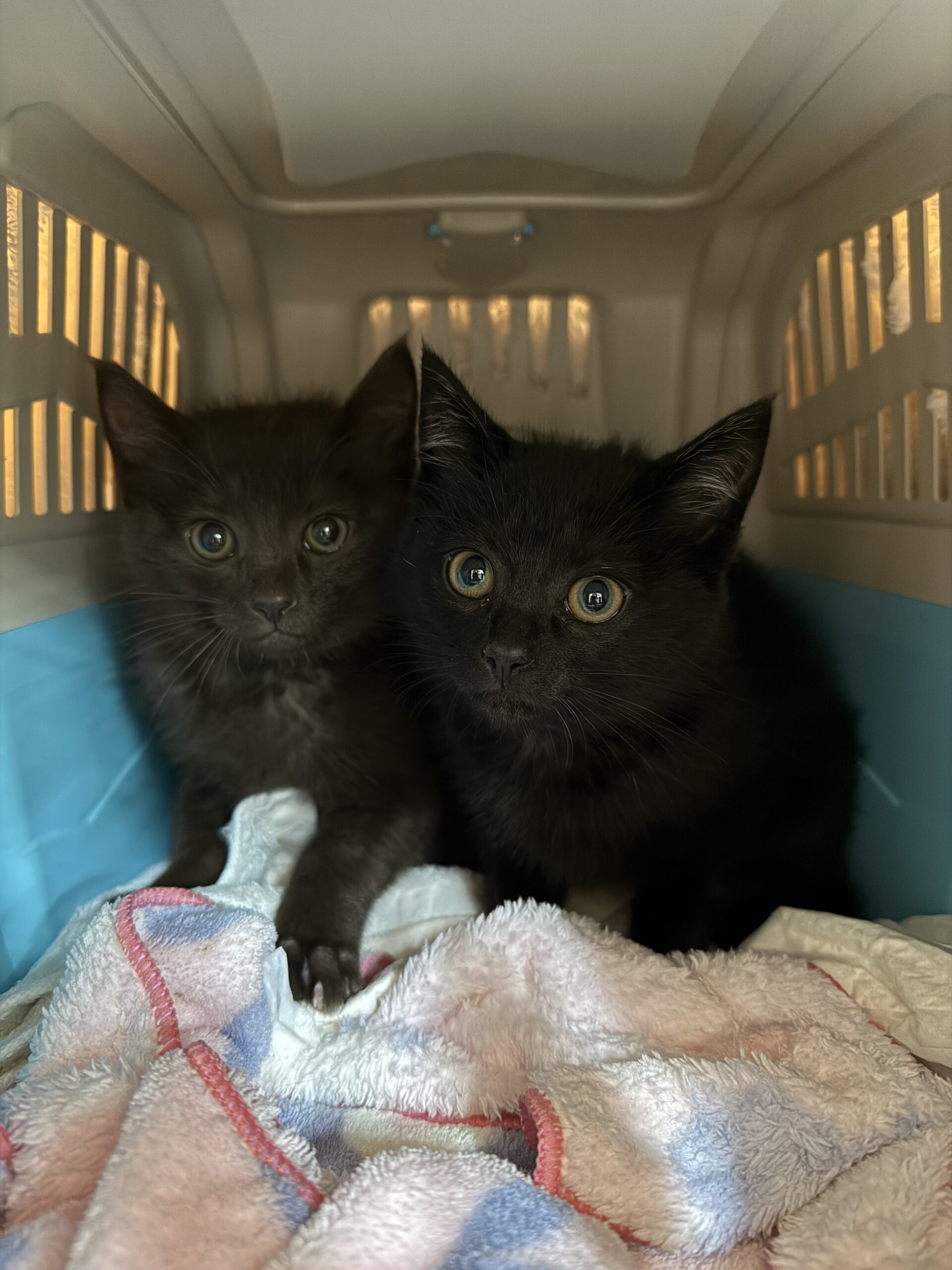 HC25397.25398(上野)