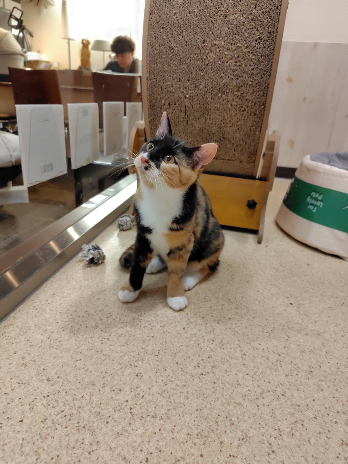 FC25423.25424(八重巻中町 ウスミちゃん、クロミちゃん)★