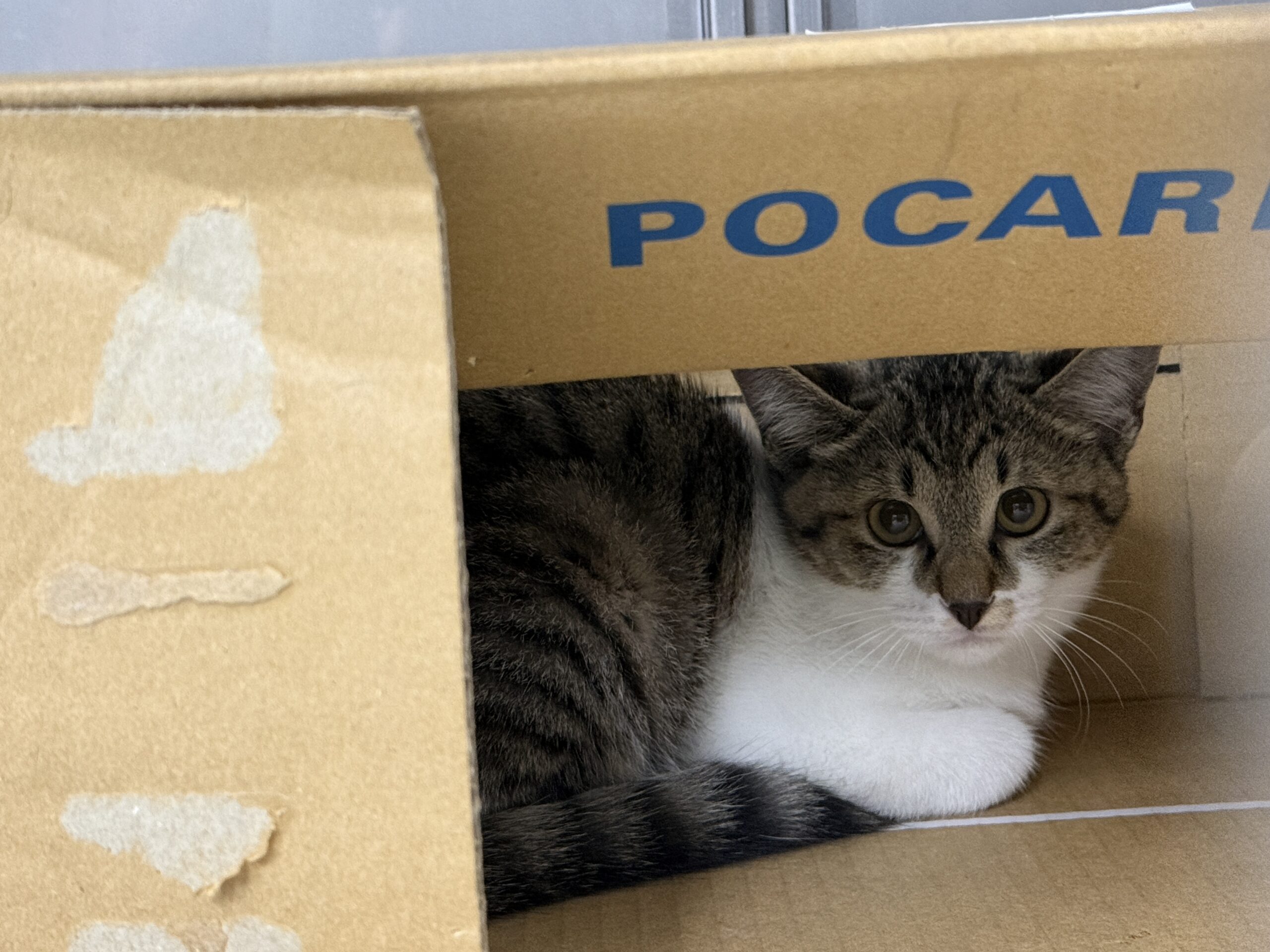 HC25387.25388(豊岡)