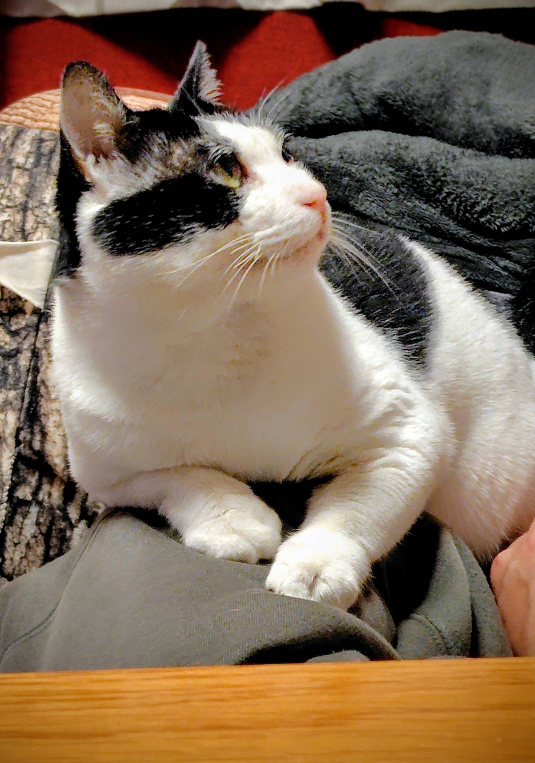 HC25271（今庄黒白）