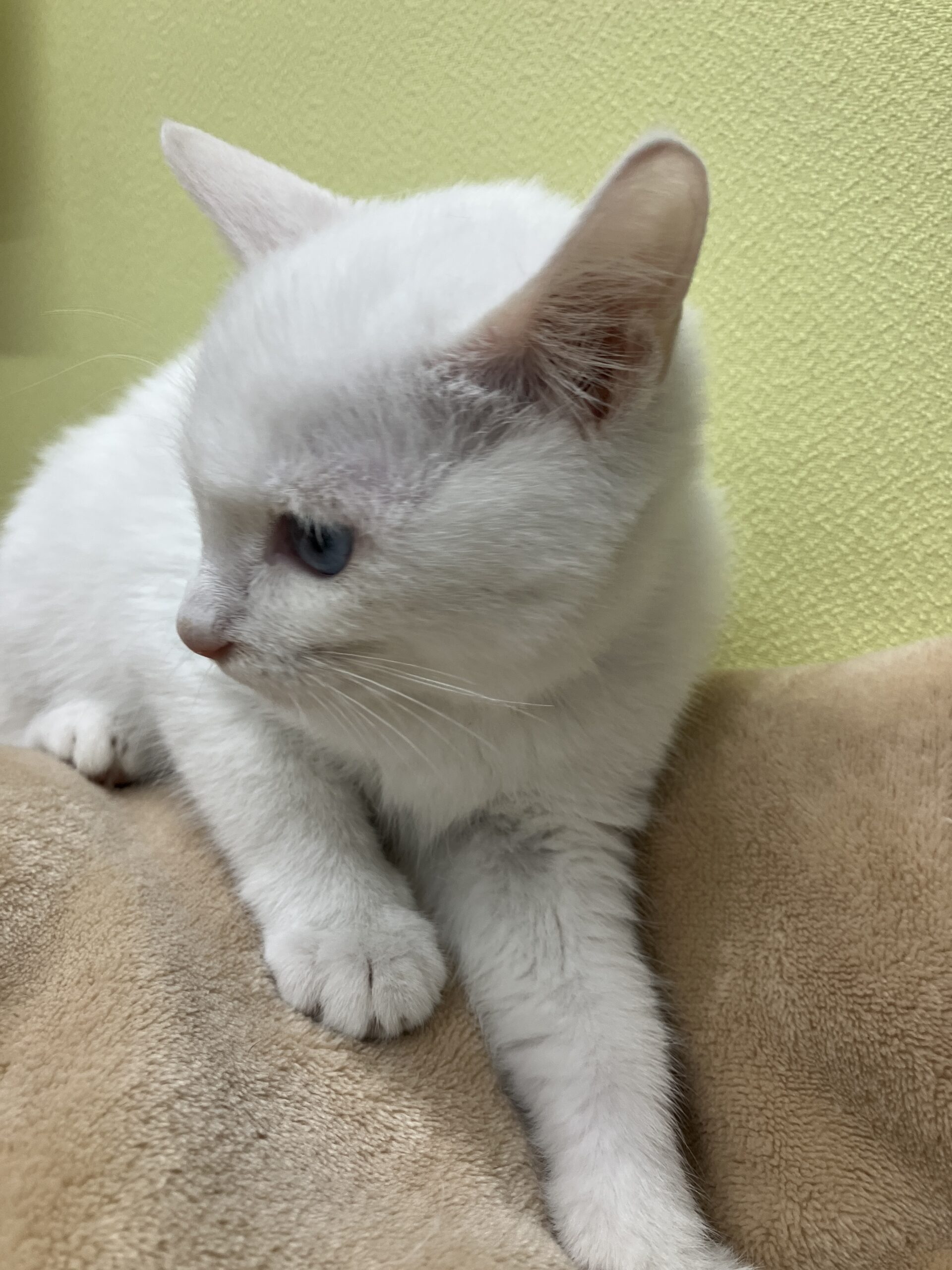 SC25287（本町2キジトラ　メス）