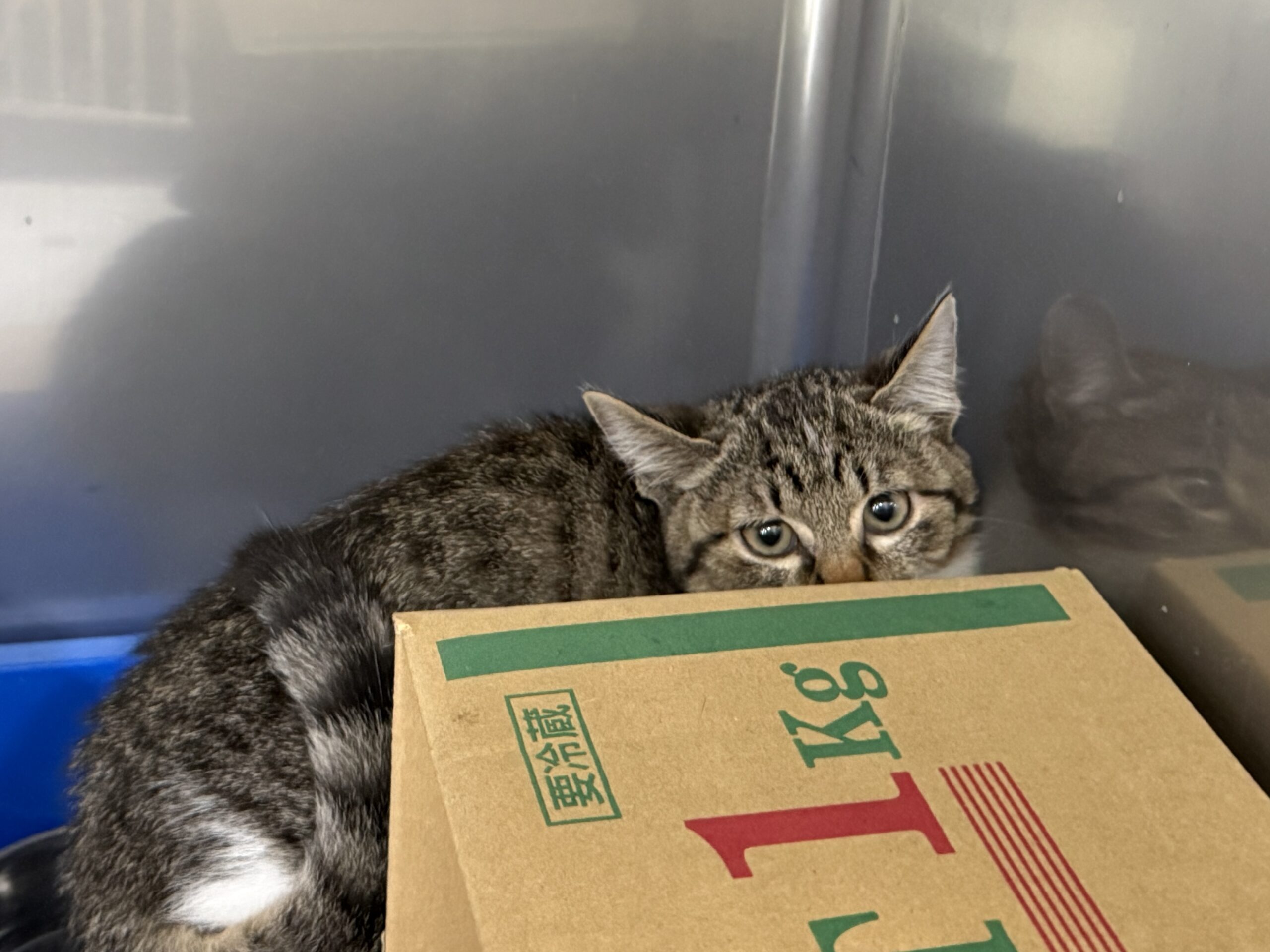 HC25387.25388(豊岡)