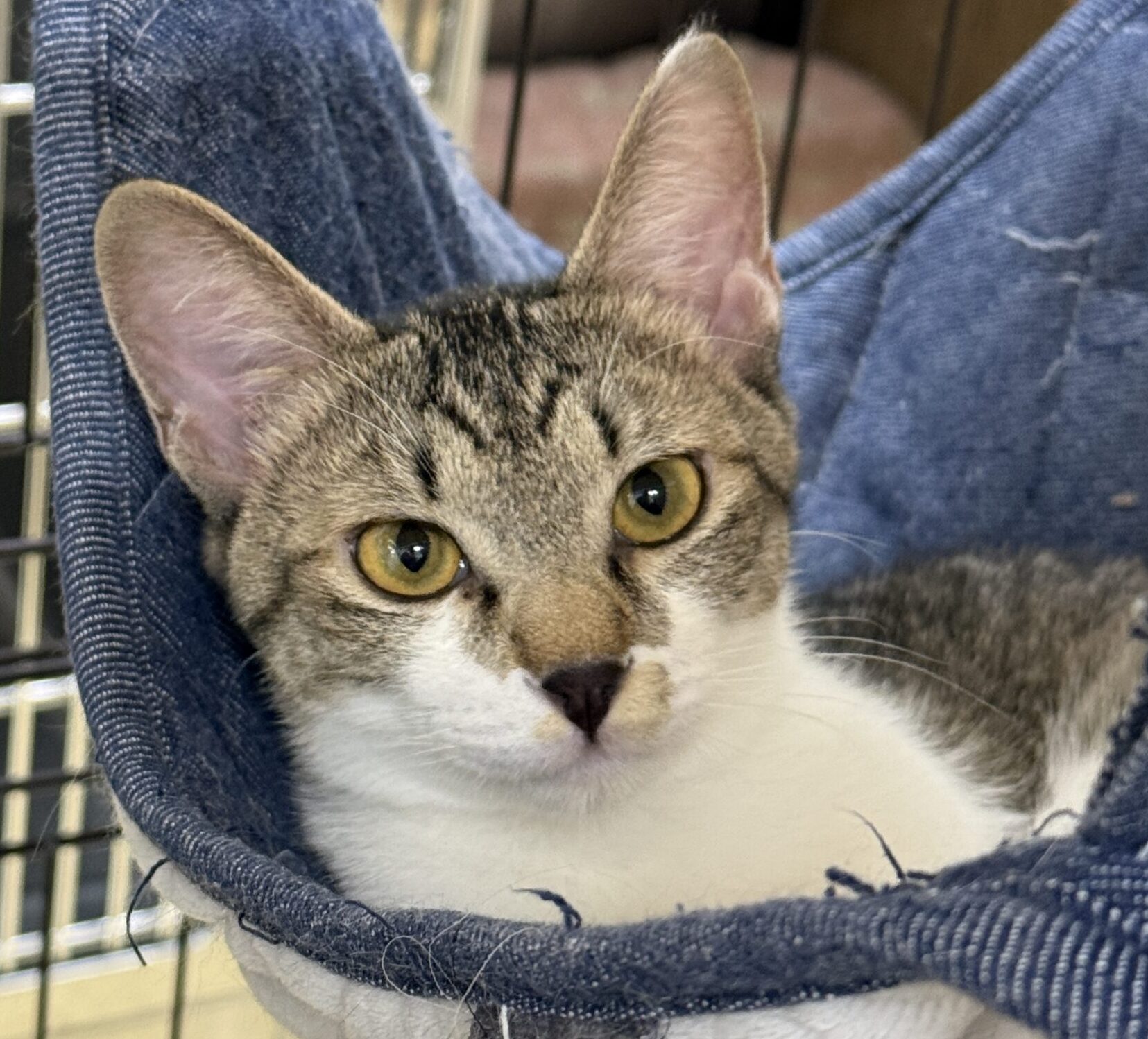 HC25387(松本キジ白)★