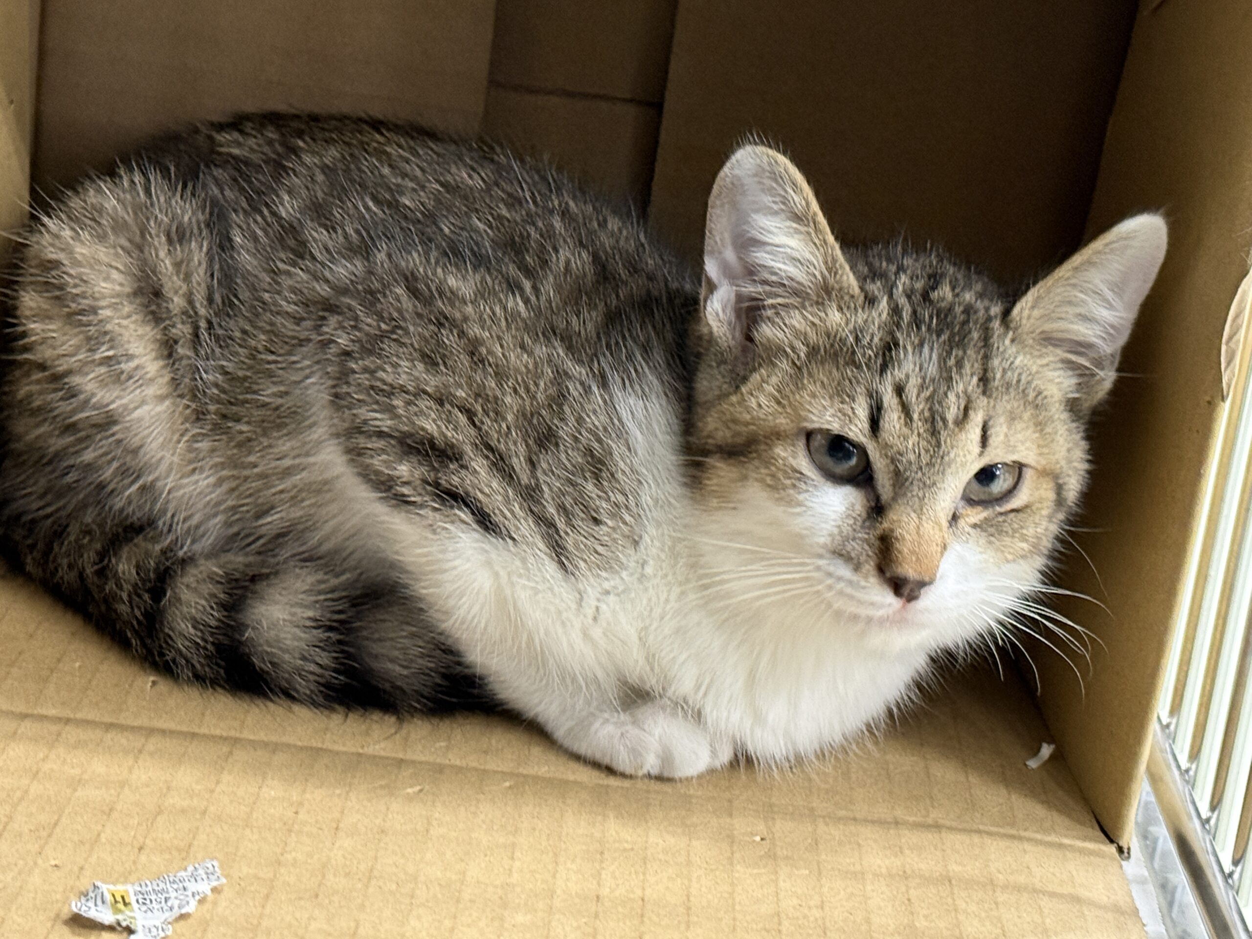 HC25384.25385(徳岡)