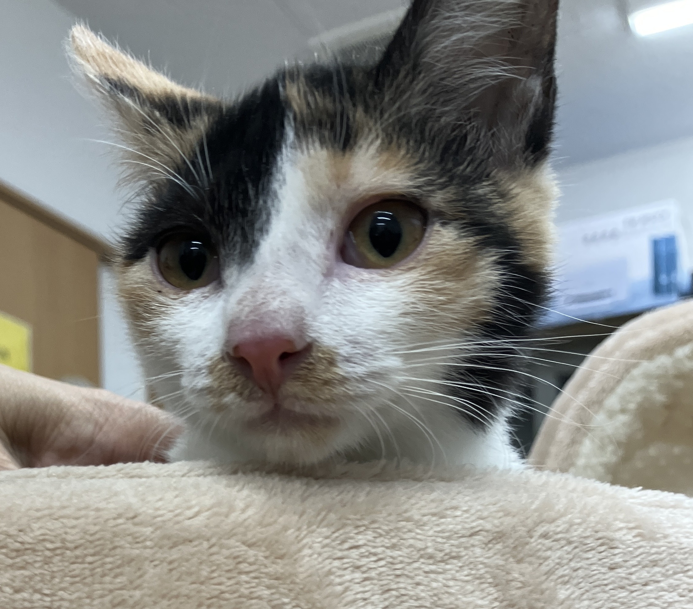 SC25353（松葉2　三毛）