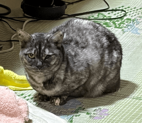 No.8S-1-13　マミちゃん