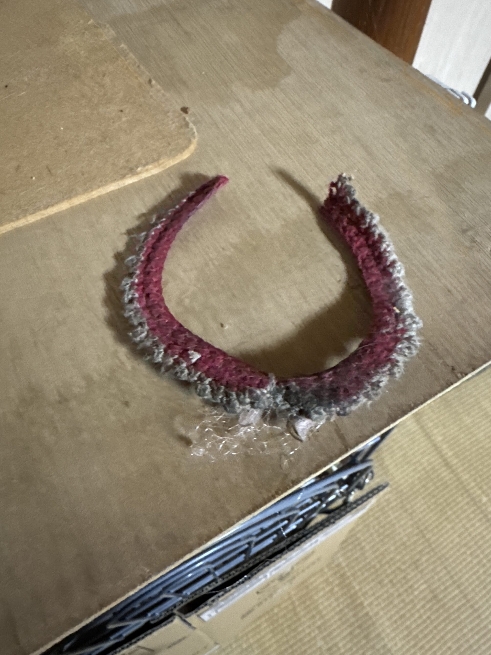 首輪を付けた迷い猫を保護しています（福井市）No.8F-1-13