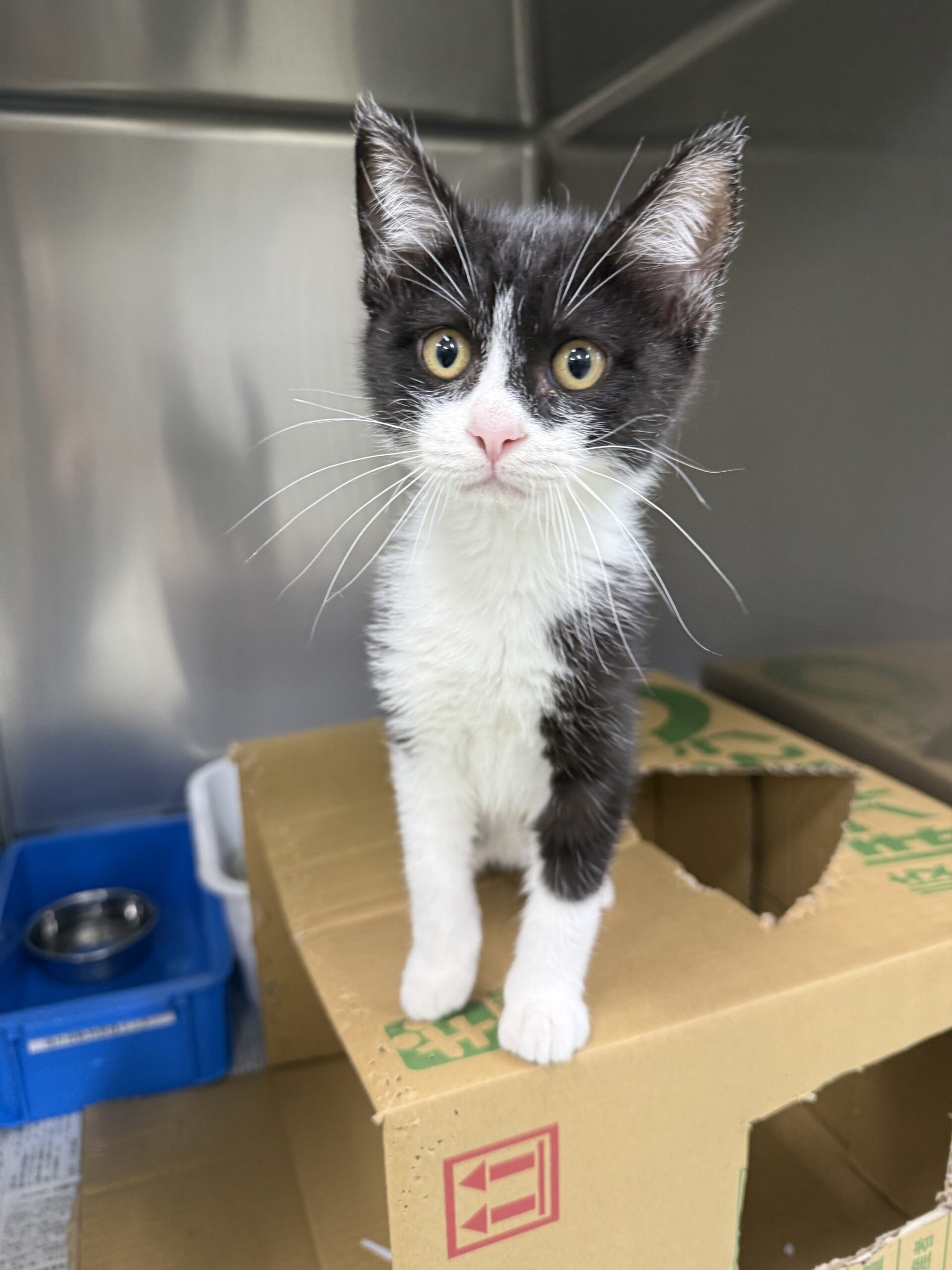 HC25411(不動堂こんぶくん)