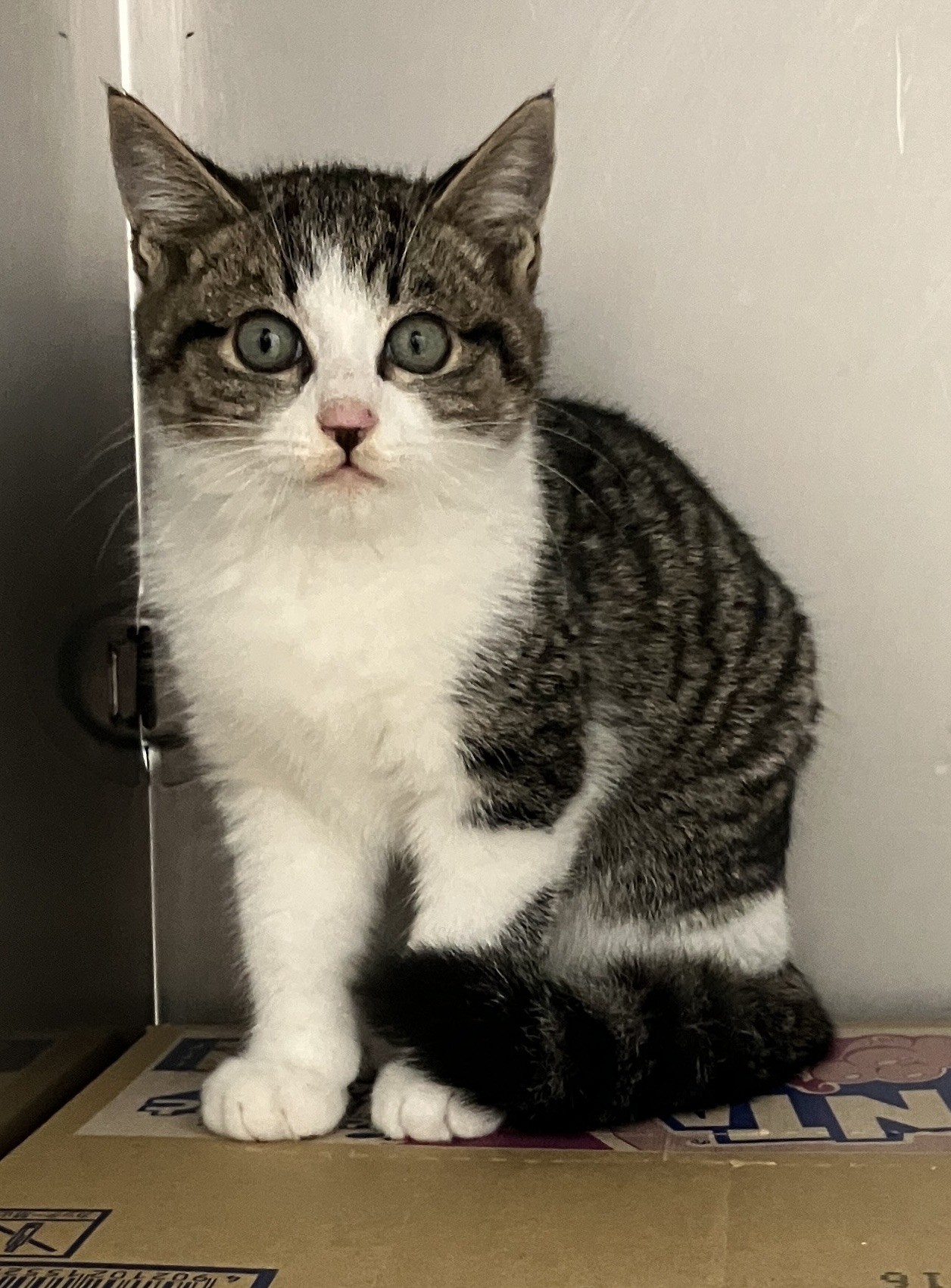 HC25439（一本田5）