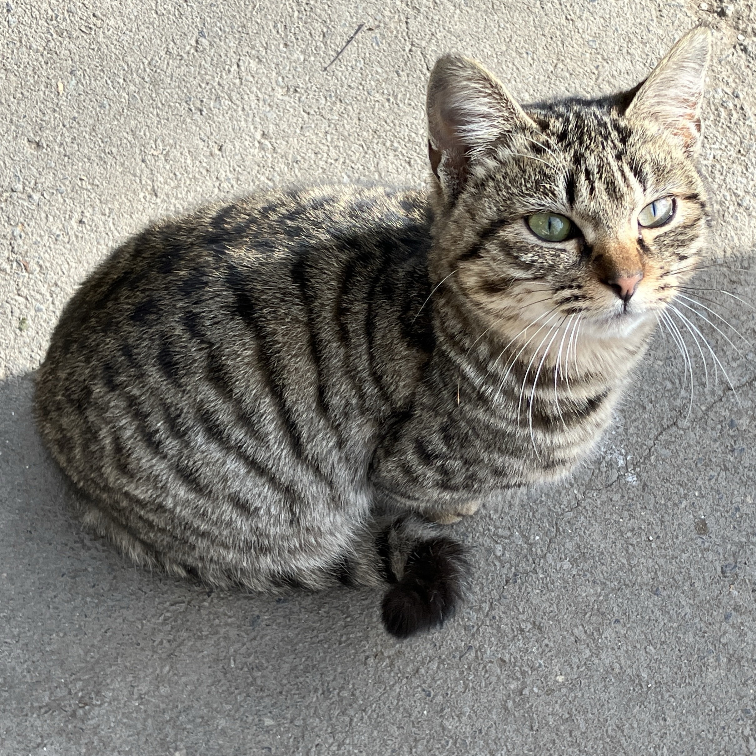 首輪を付けた迷い猫を保護しています（福井市）No.8F-1-13