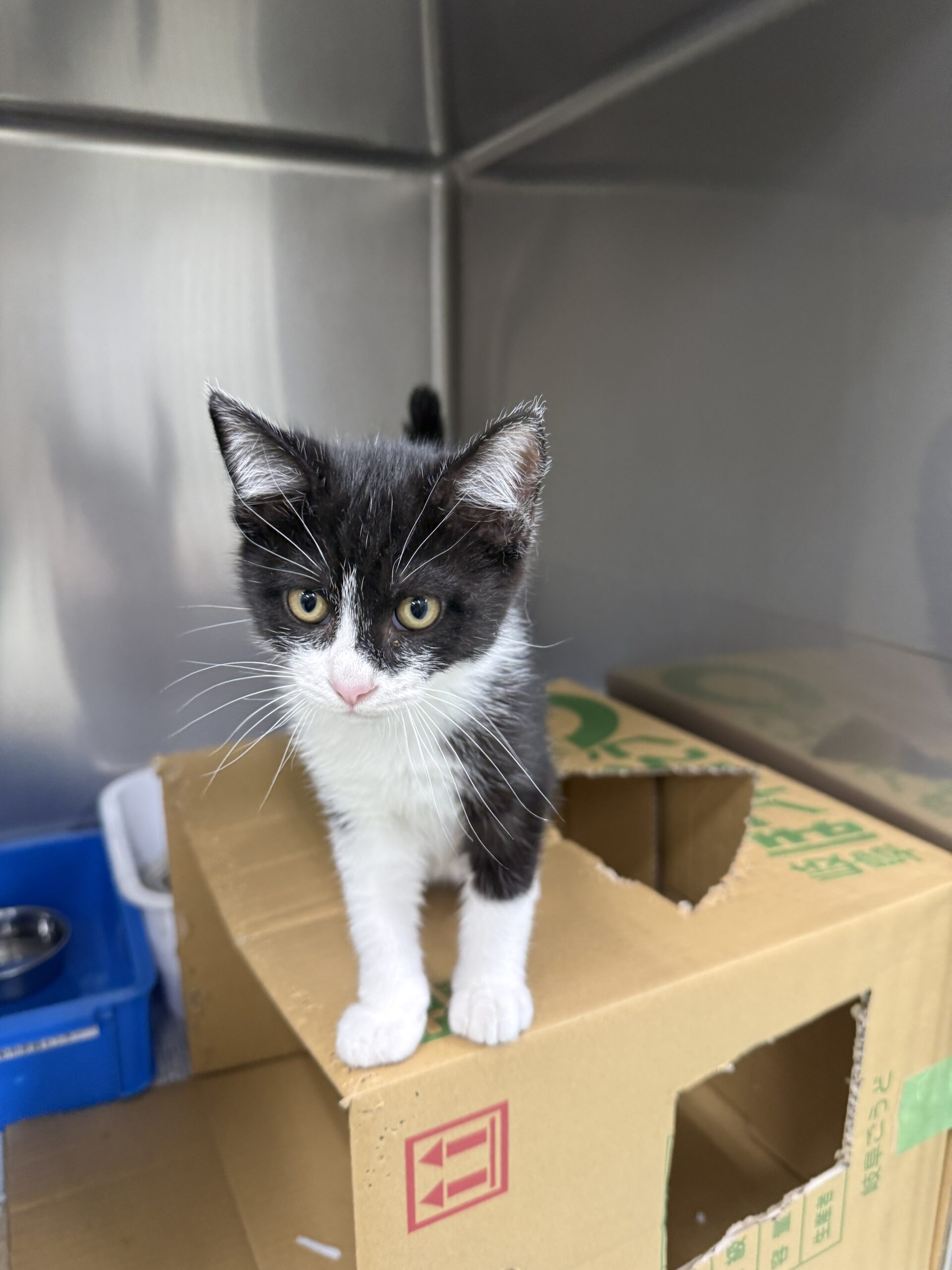 HC25411(不動堂こんぶくん)