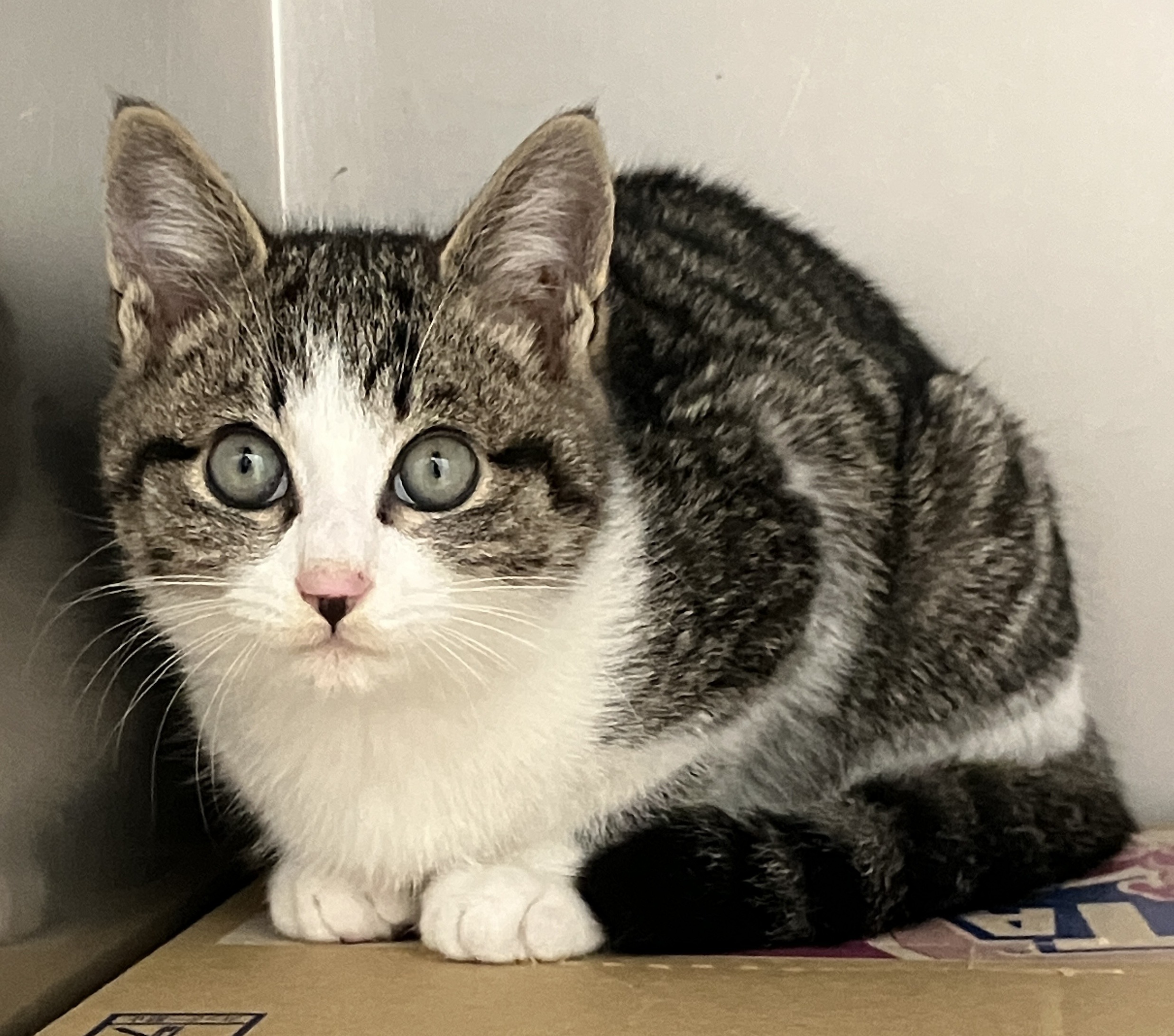 HC25439（一本田5）