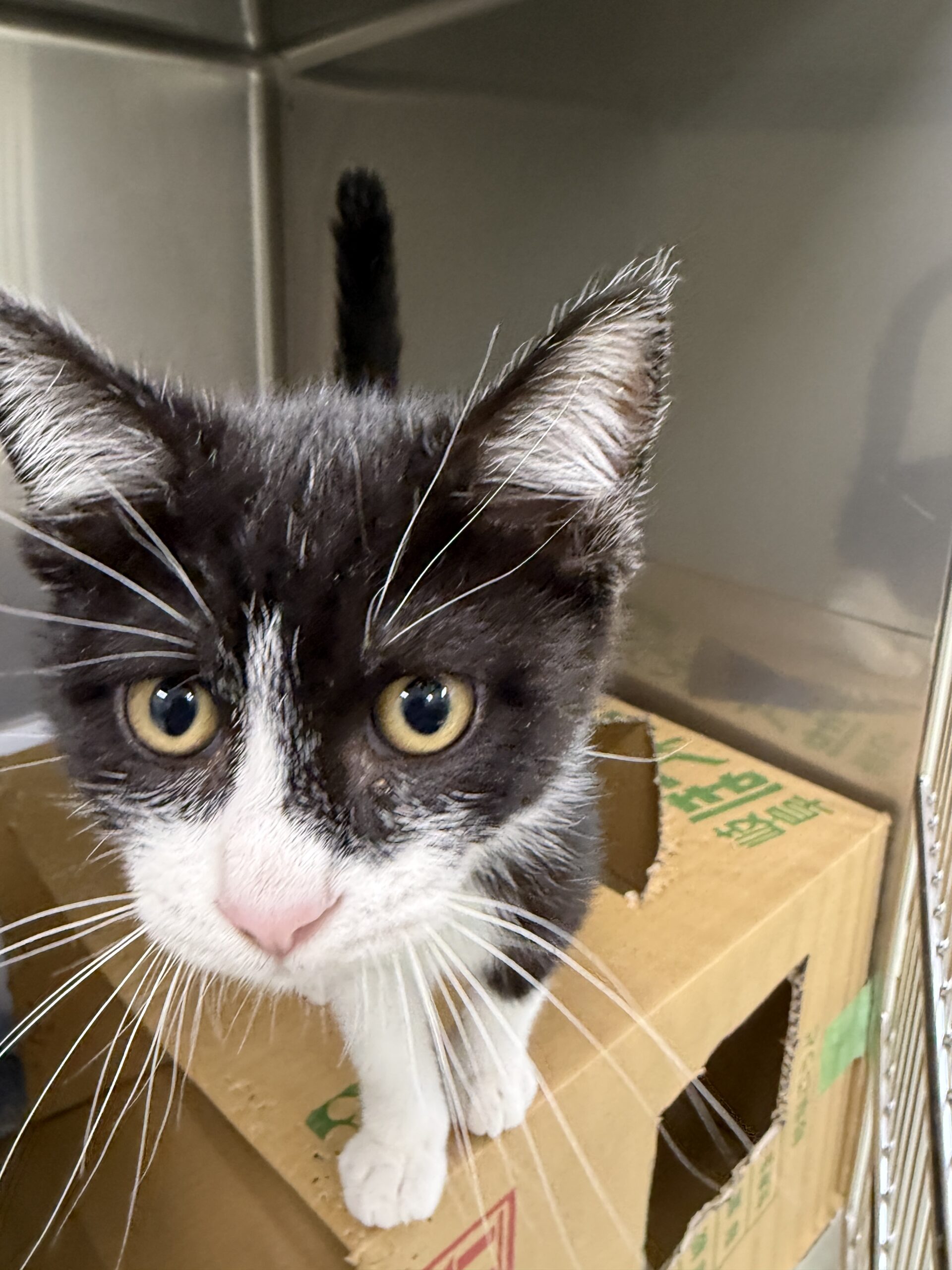 HC25411(不動堂こんぶくん)