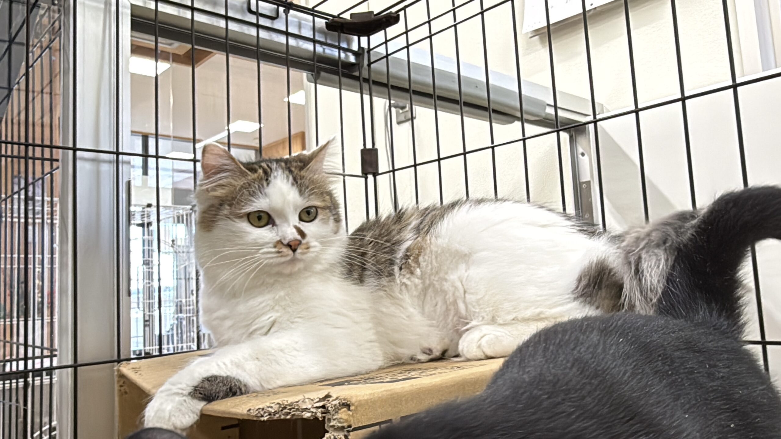 HC25257(巽ビビちゃん)★