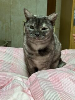 No.8S-1-13　まみちゃん