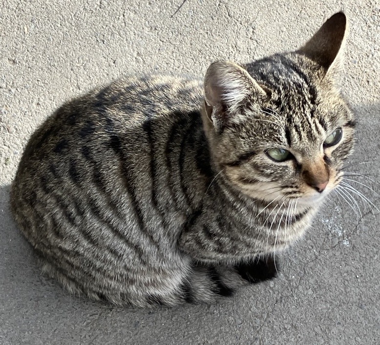 FC25442（福井市）