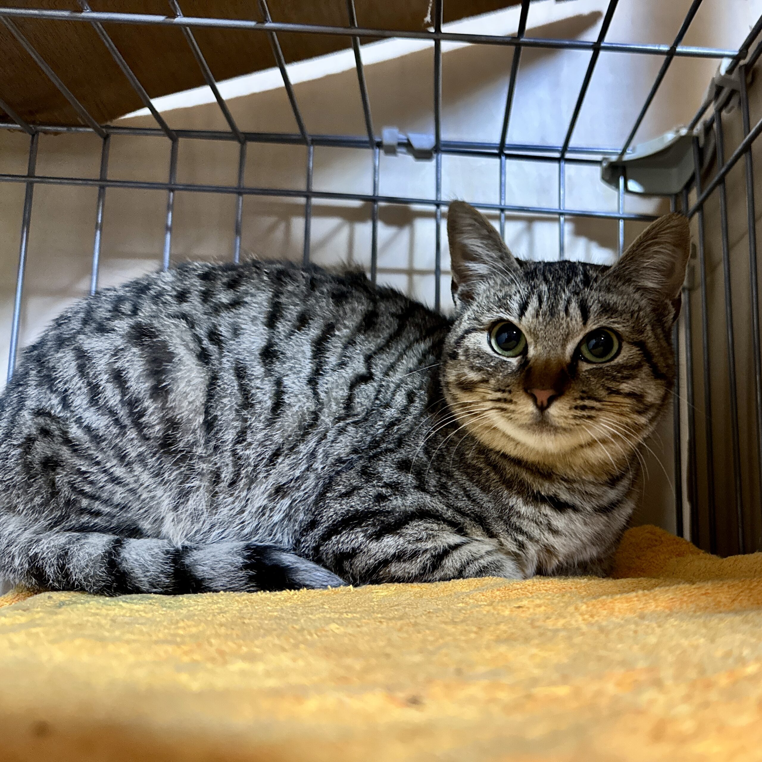 FC25442（福井市）