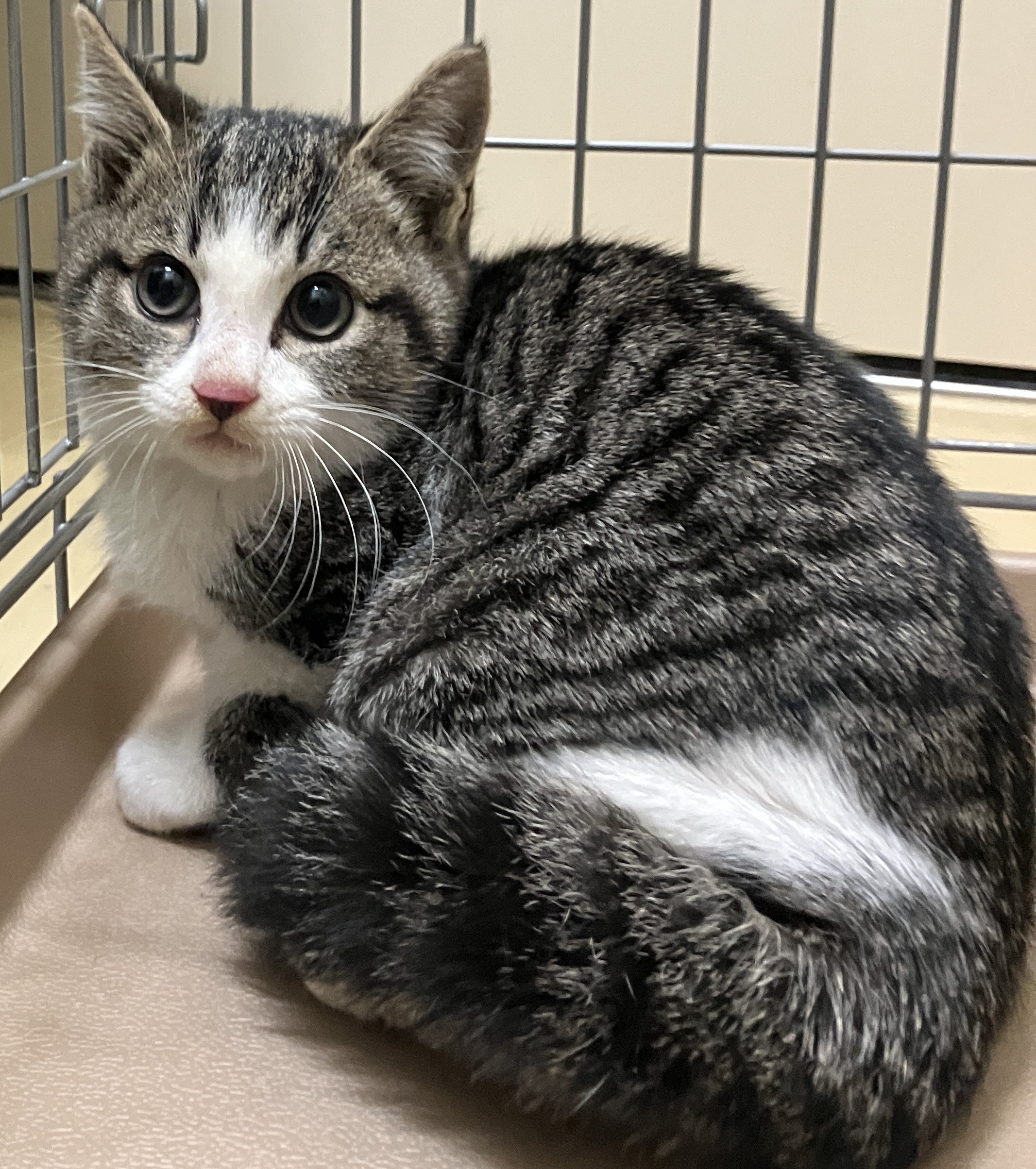 HC25439（坂井市）