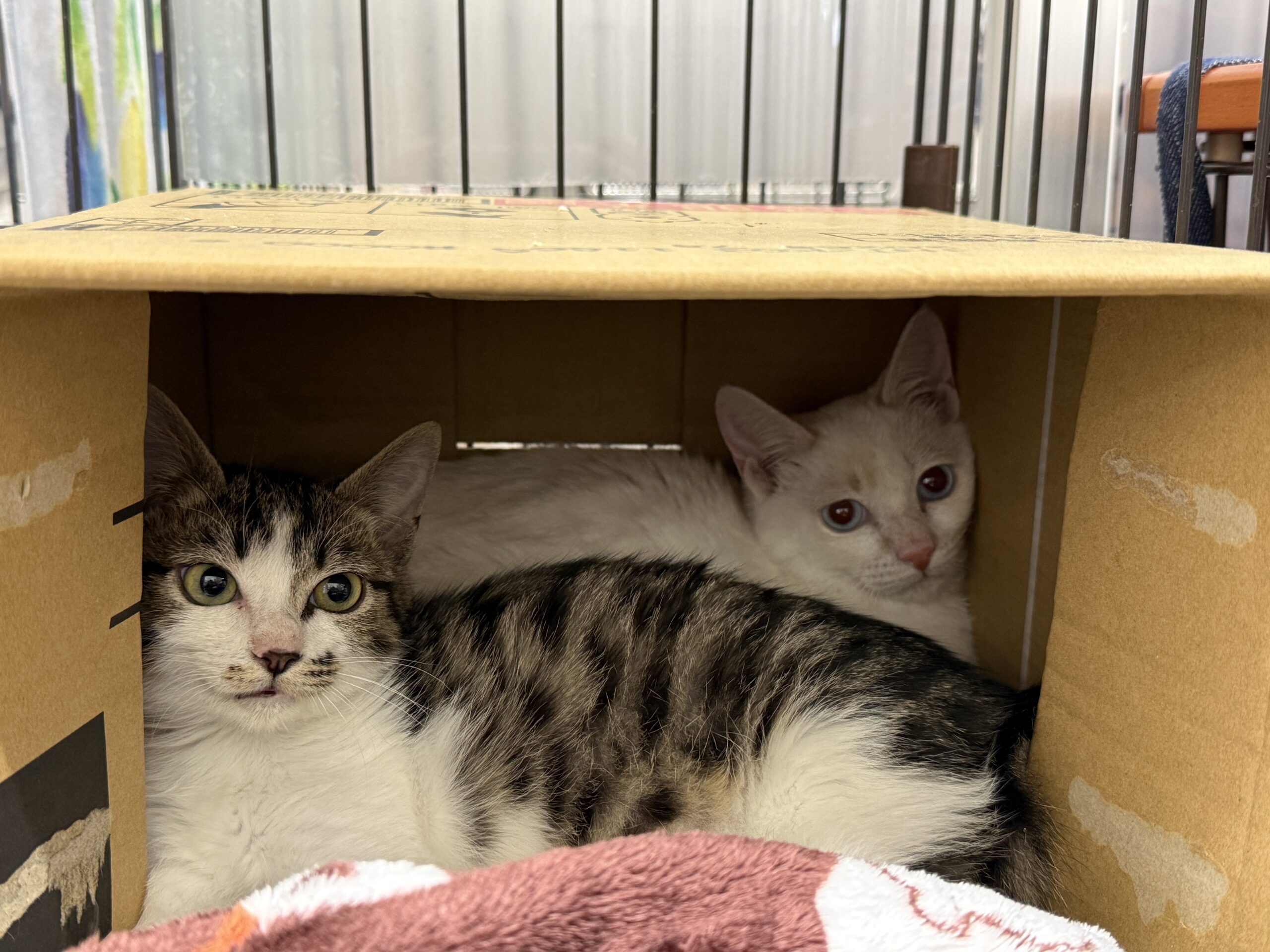 FC25432.FC25433(増永)