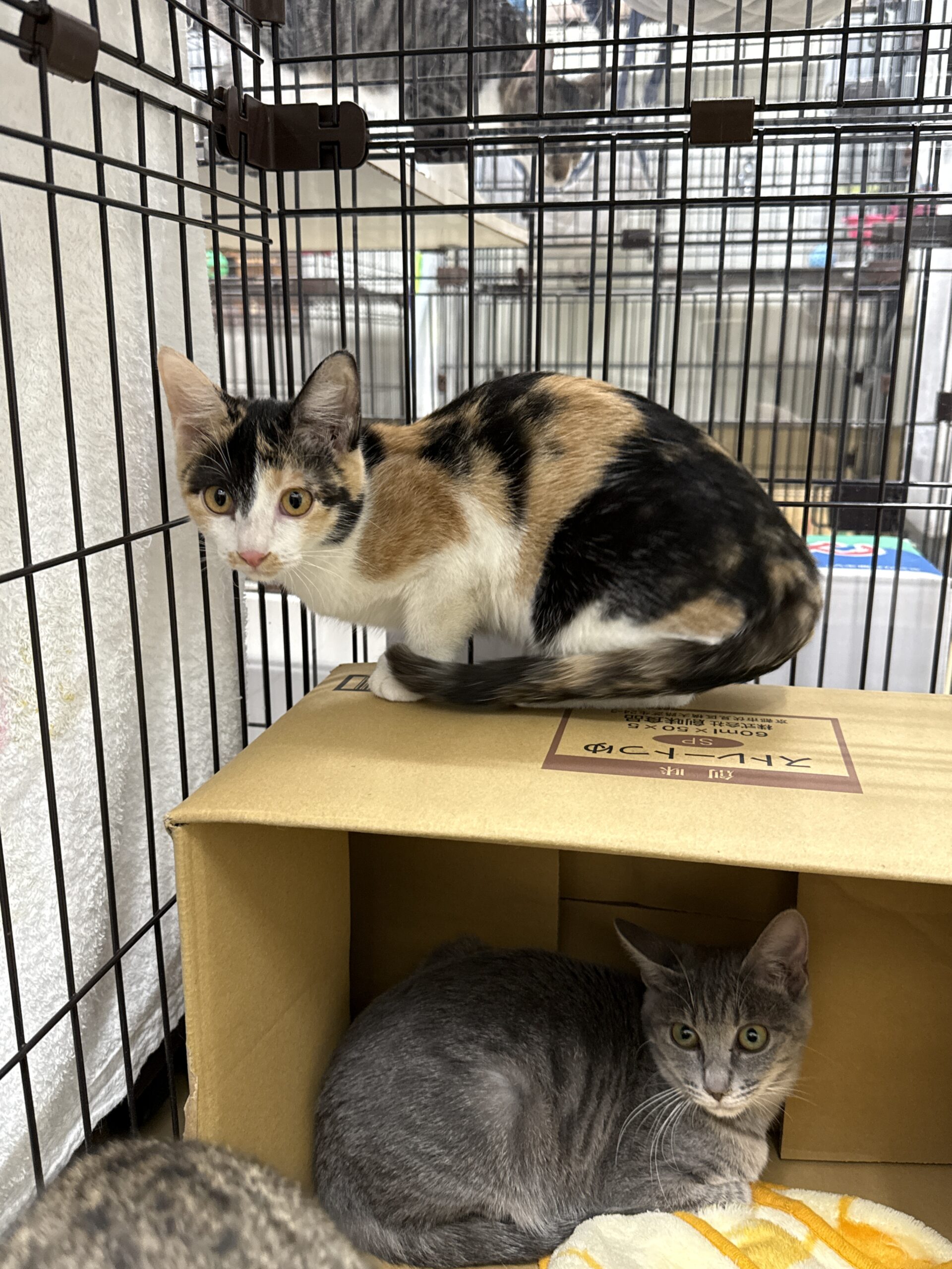 SC25353（松葉2　三毛）