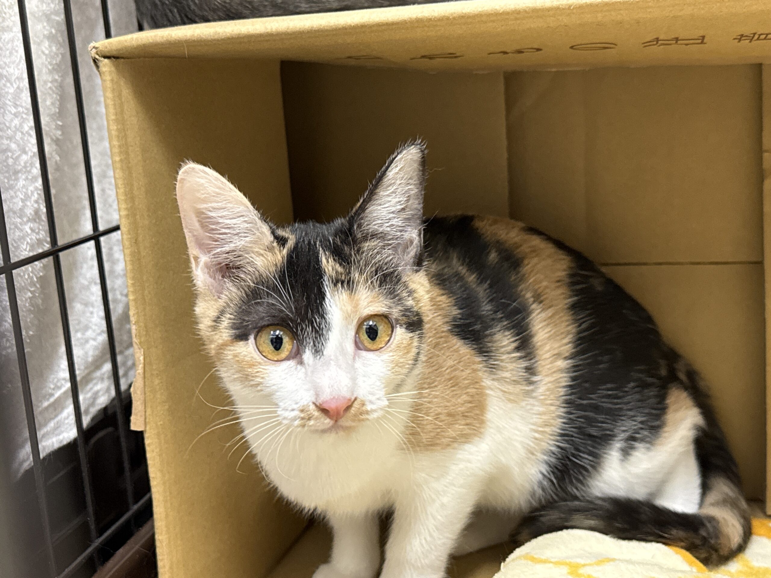 SC25353（松葉2　三毛）