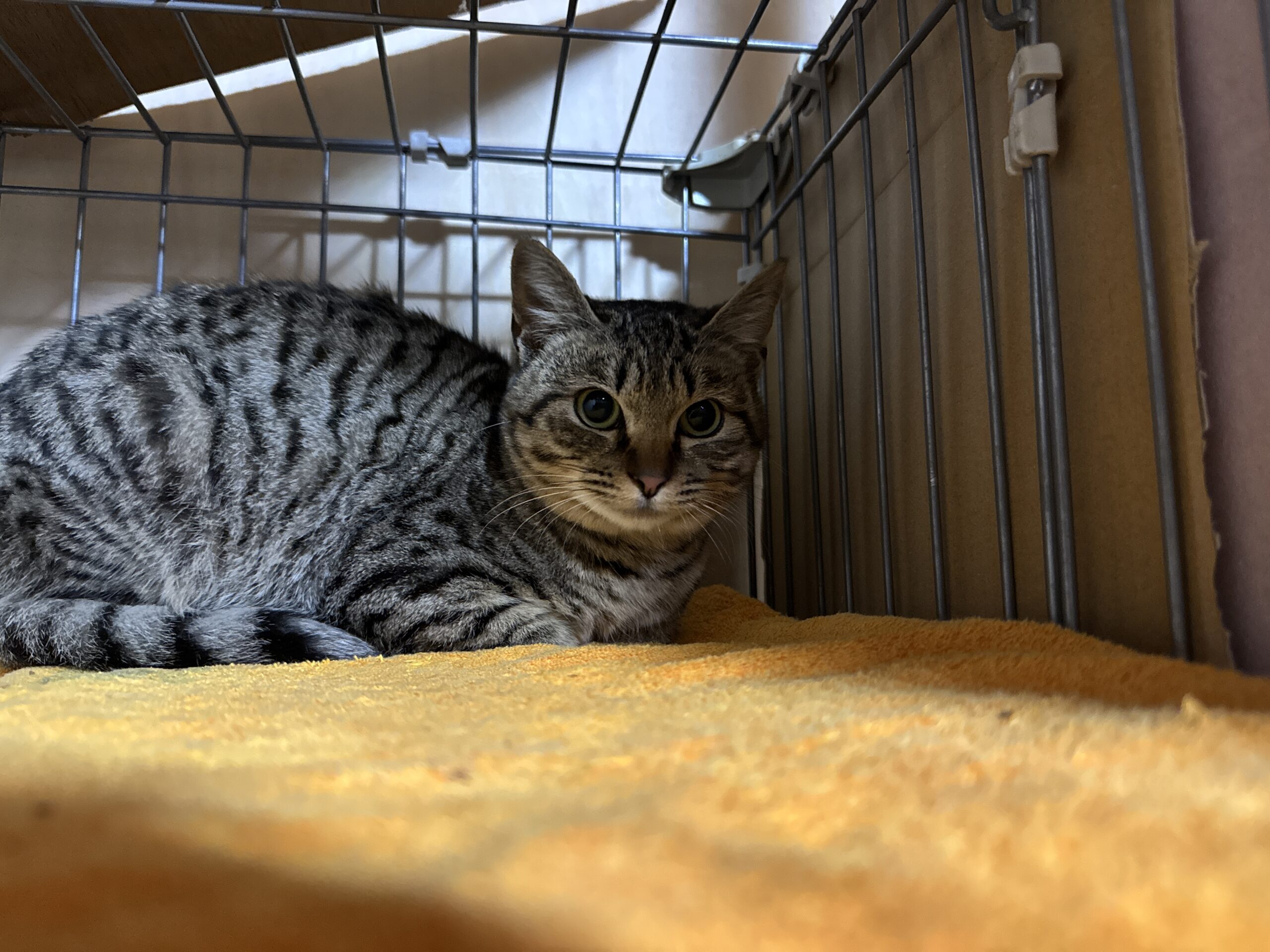 首輪を付けた迷い猫を保護しています（福井市）No.8F-1-13