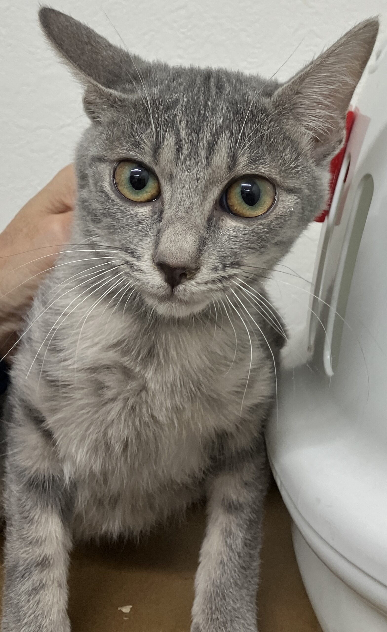 SC25399（森田2　サバトラ）