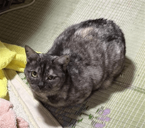 No.8S-1-13　マミちゃん