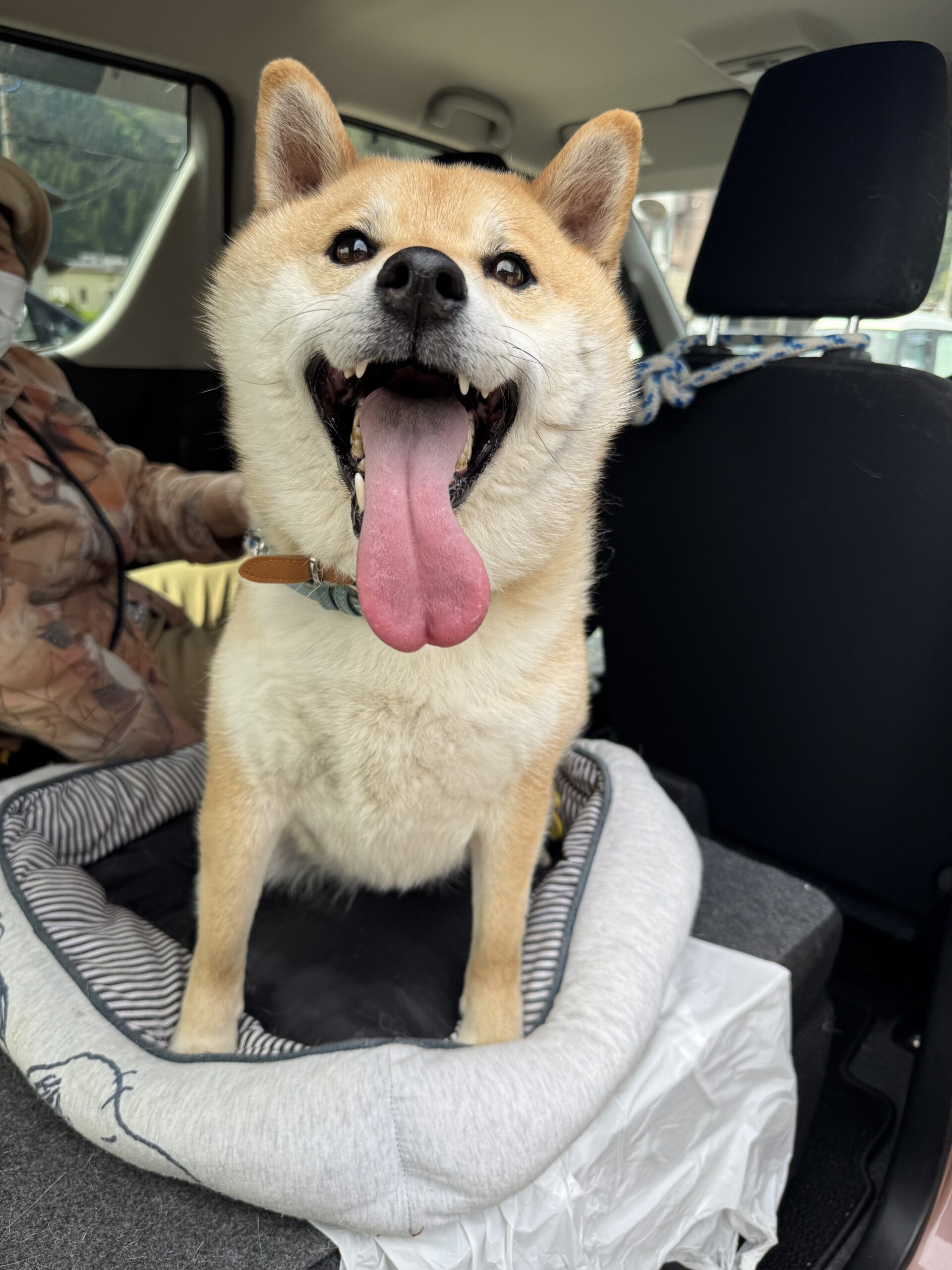 No.8T-4-8　マルちゃん