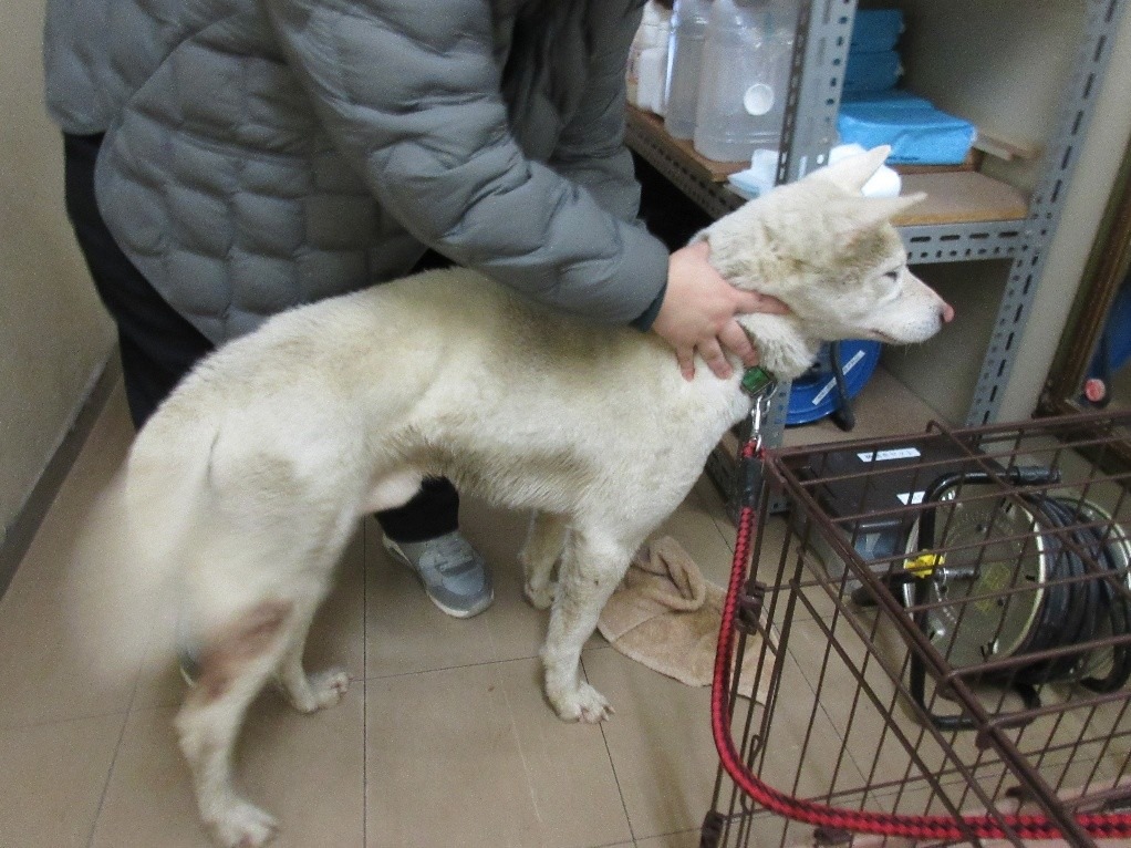 HD25450（あわら市）首輪のついた白い犬を保護しています！