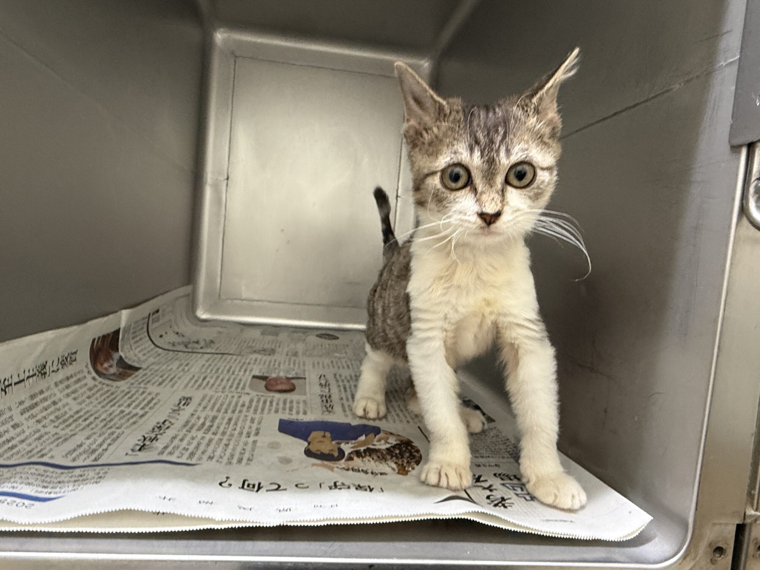 SC25343(三島2キジ白)★