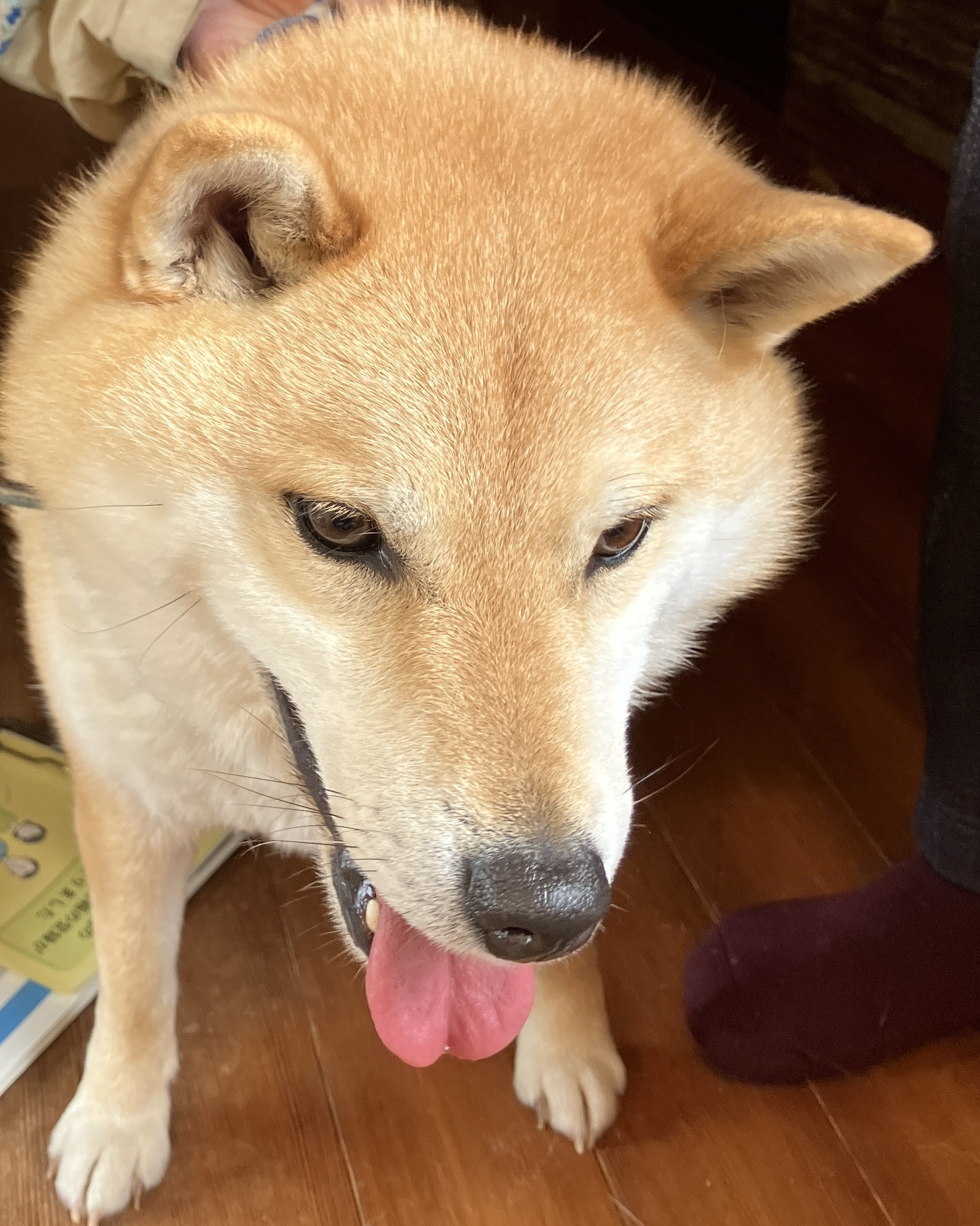 No.8T-2-10　マルちゃん