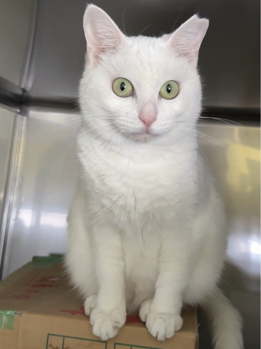 HC24464(よもぎ りーちゃん)★