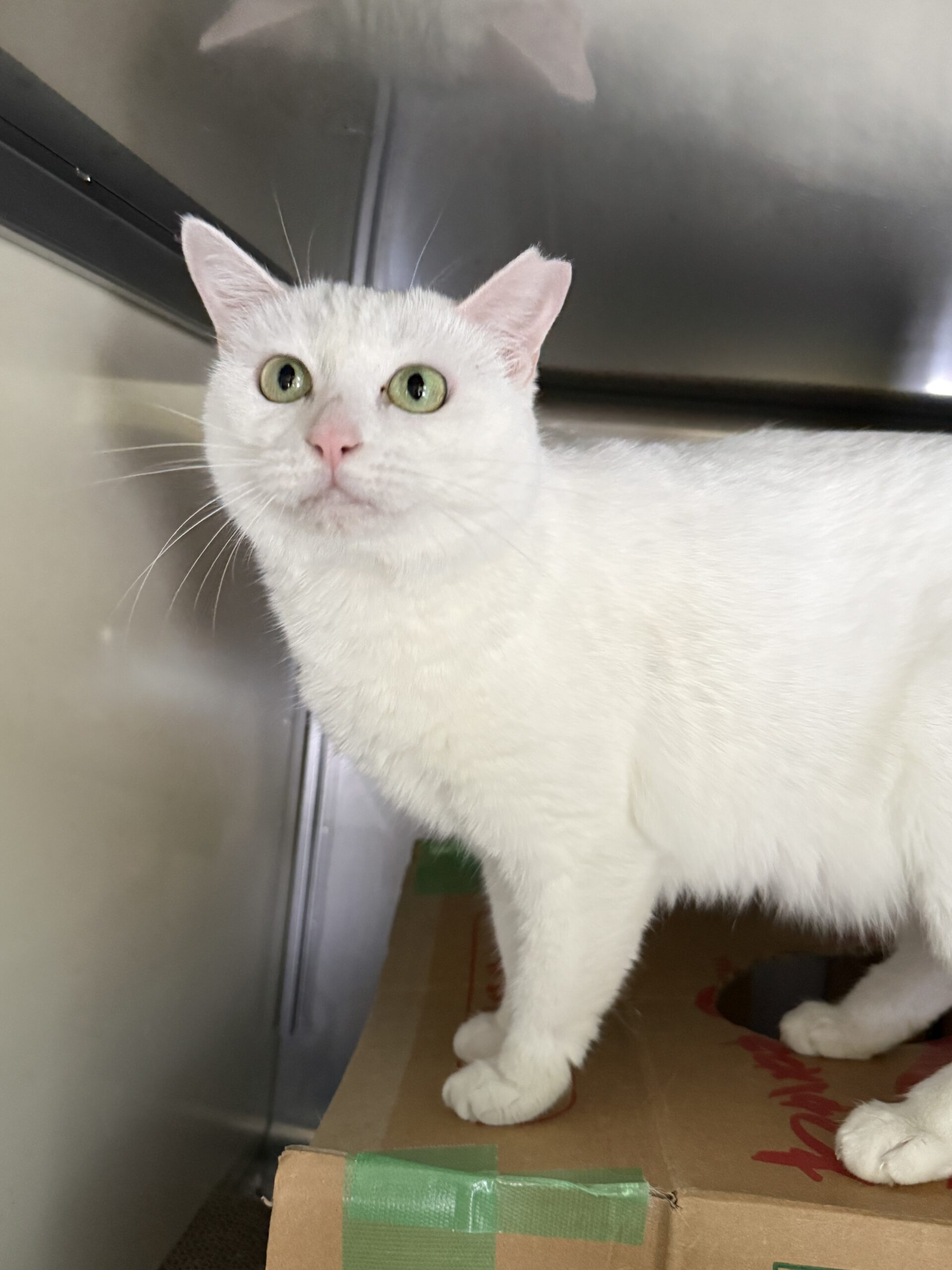 HC24464(よもぎ りーちゃん)★