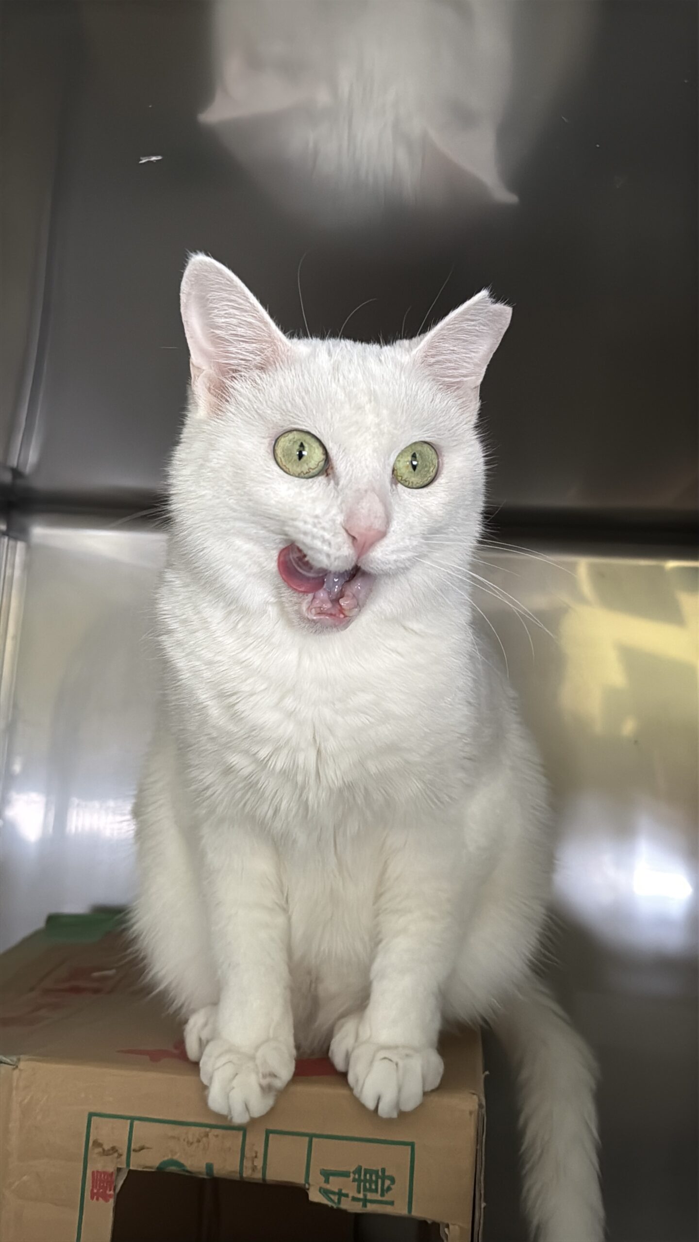 HC24464(よもぎ りーちゃん)★