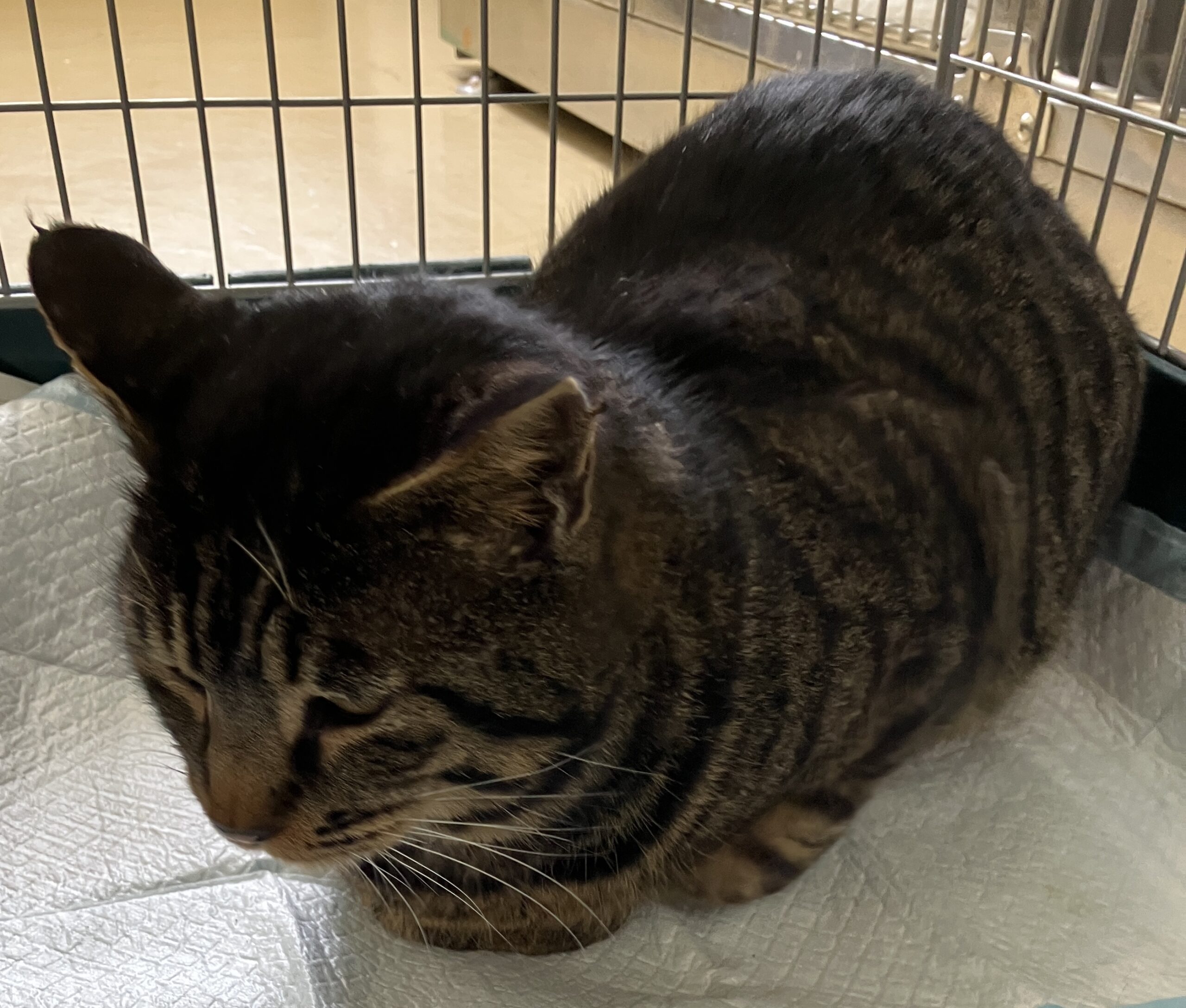 HC25443（越前市）