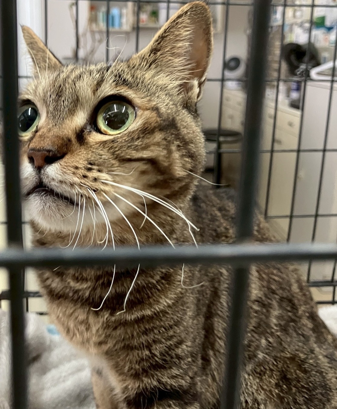 HC25444（大野市）