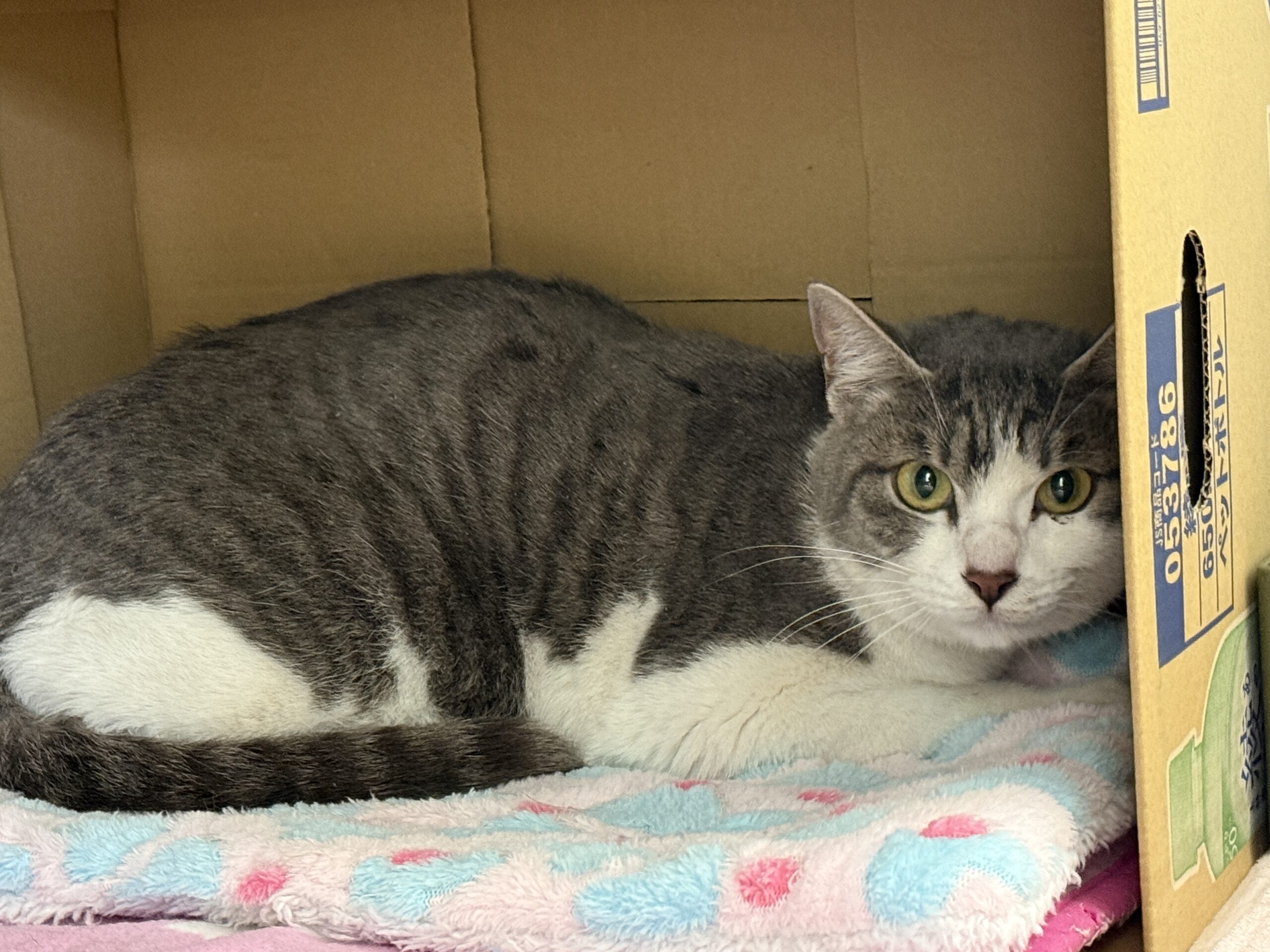 HC25448.25449(南越前町)