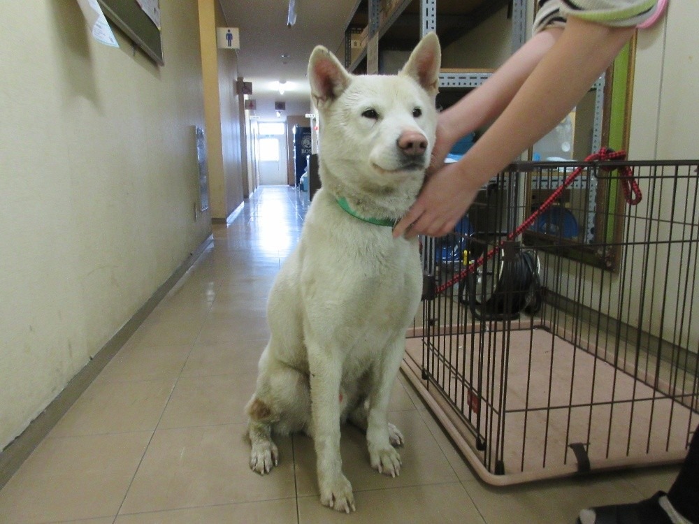 HD25450（あわら市）首輪のついた白い犬を保護しています！