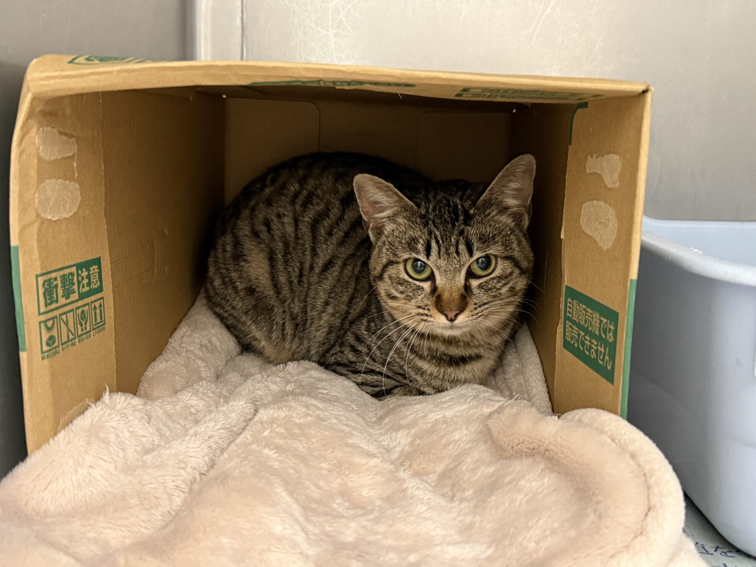 FC25442(新保北)★