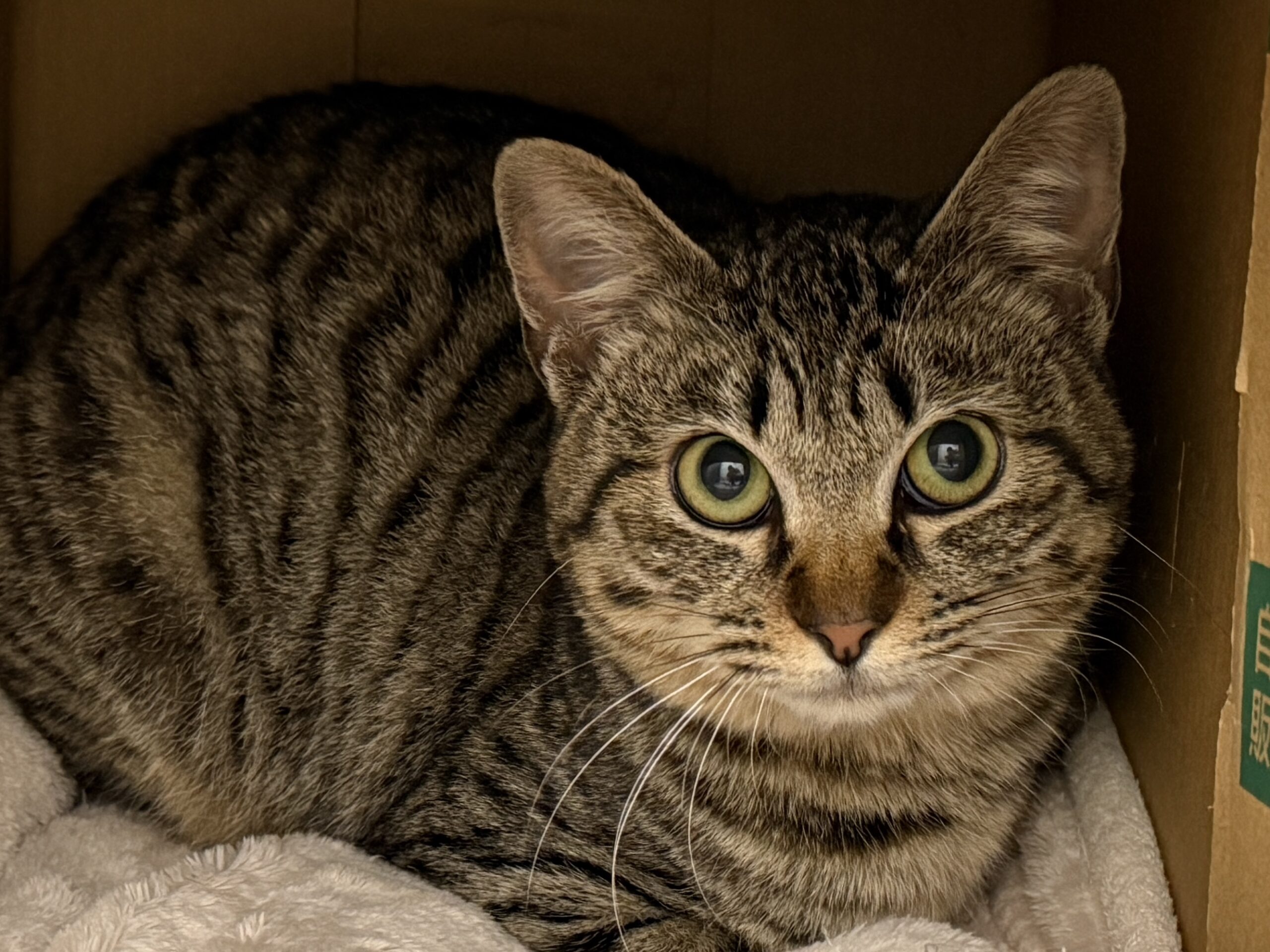 FC25442(新保北)★