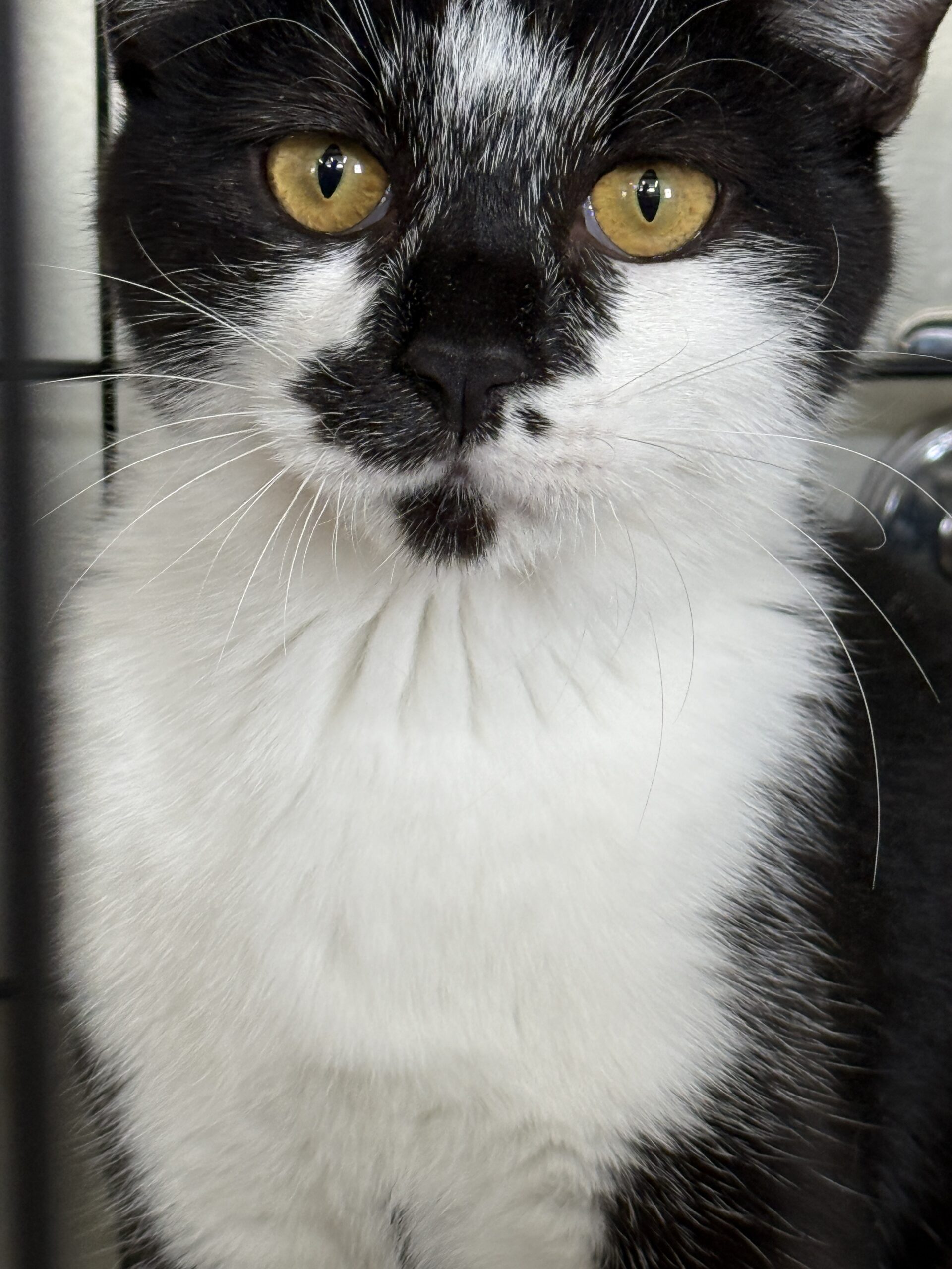 FC25426(八重巻中町 ポチャッコくん)★