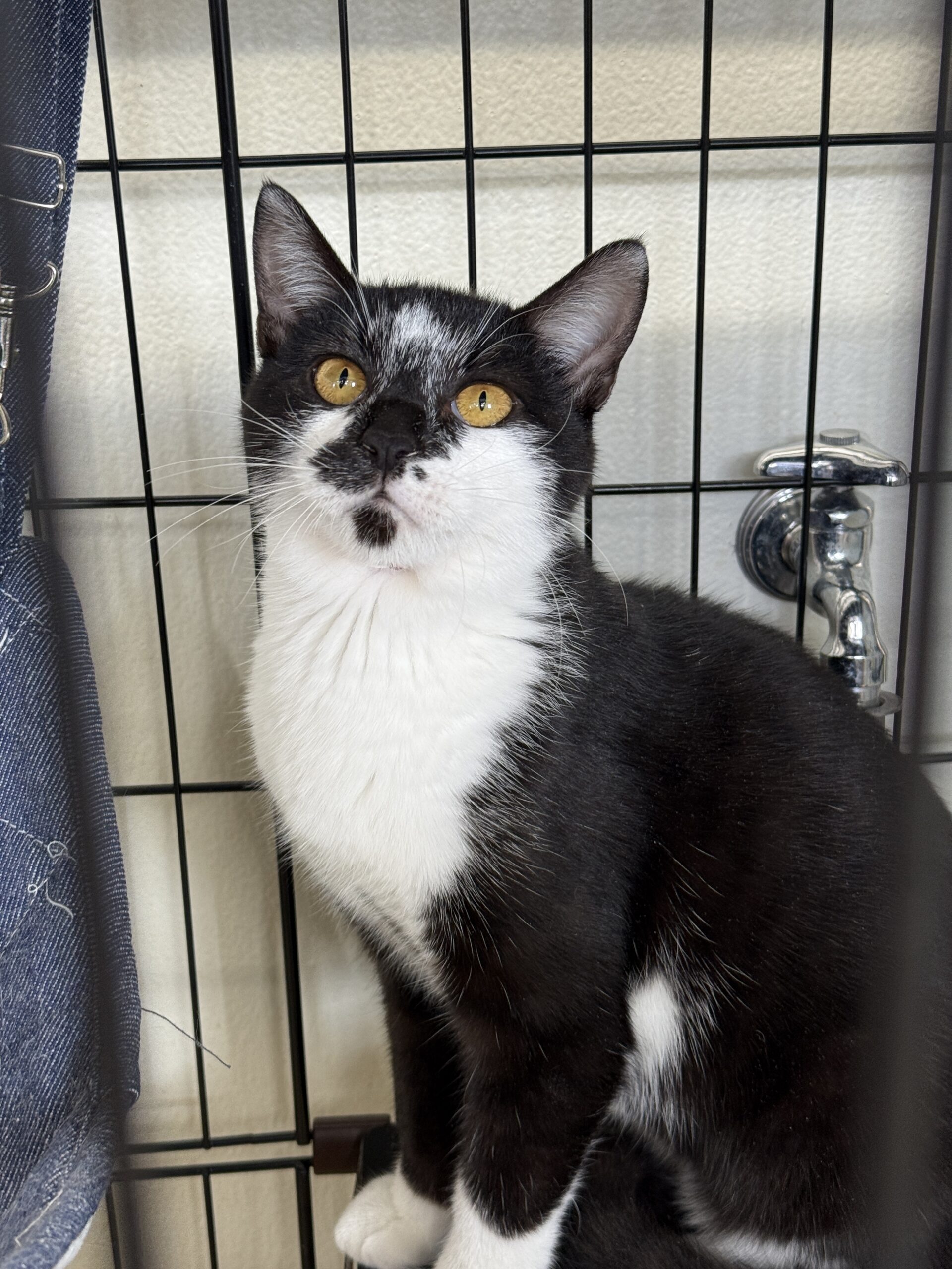 FC25426(八重巻中町 ポチャッコくん)★