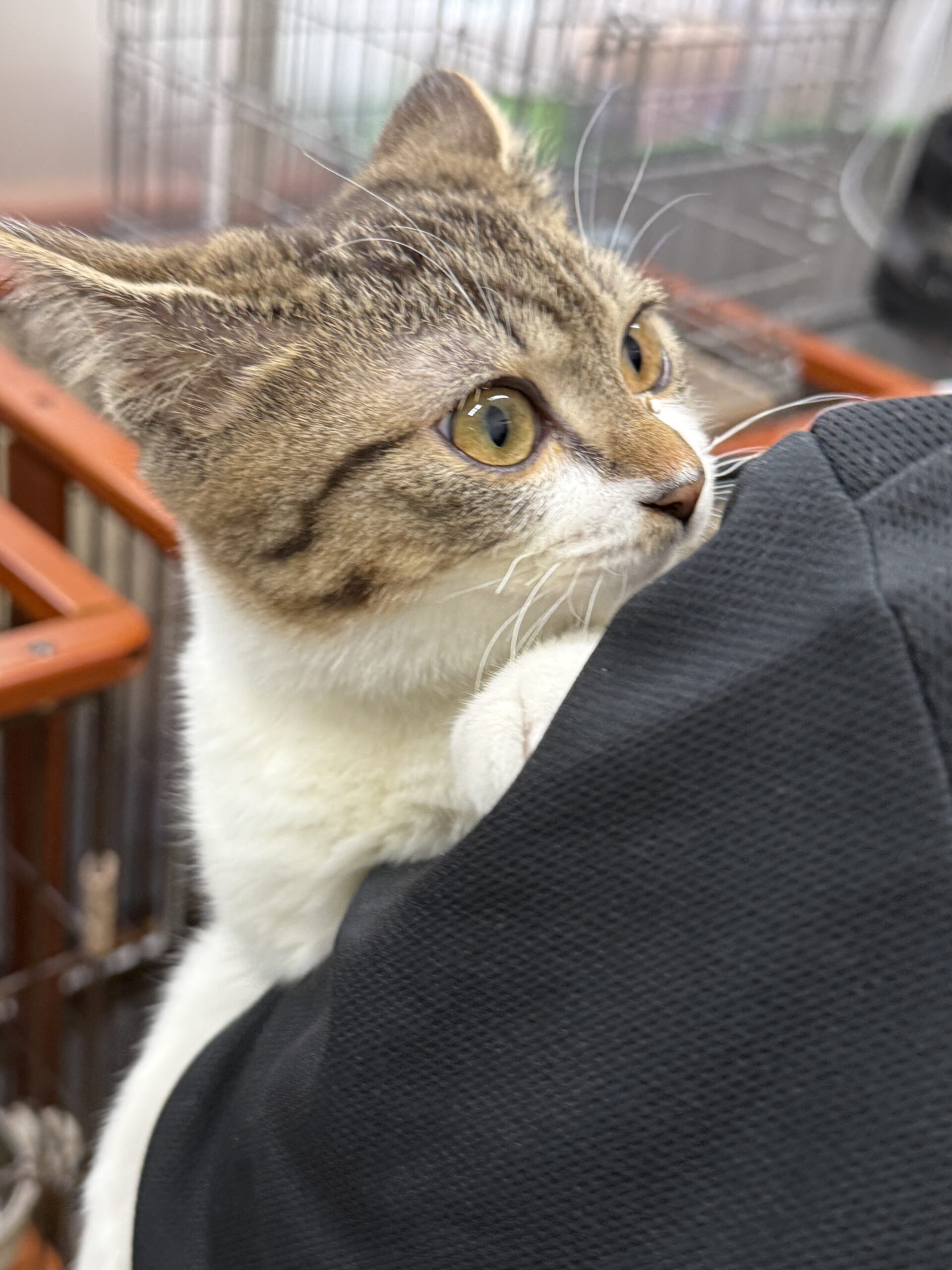 SC25343(三島2キジ白)★