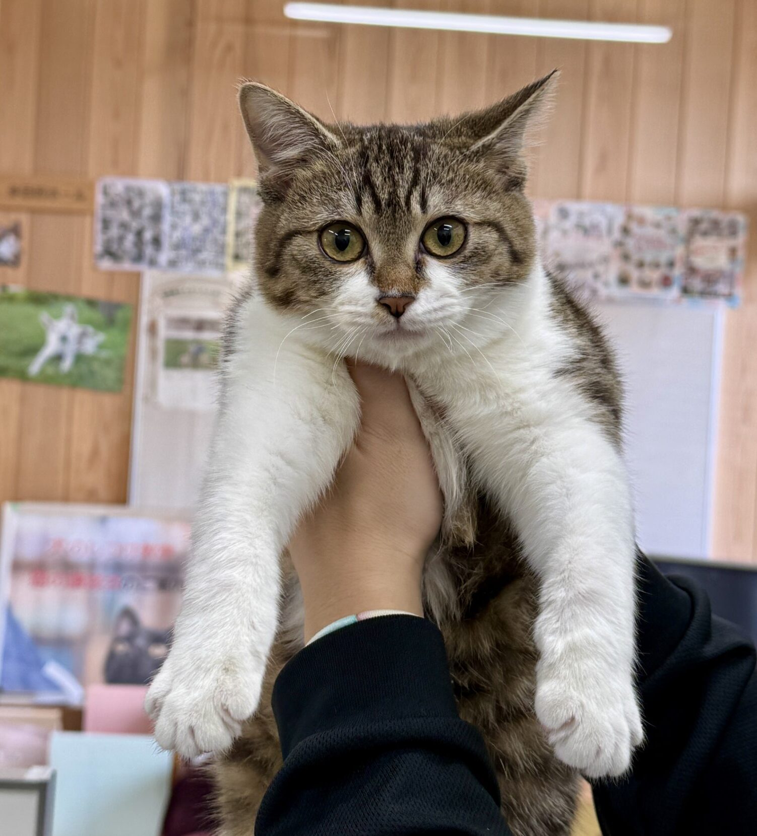 SC25343(三島2キジ白)★