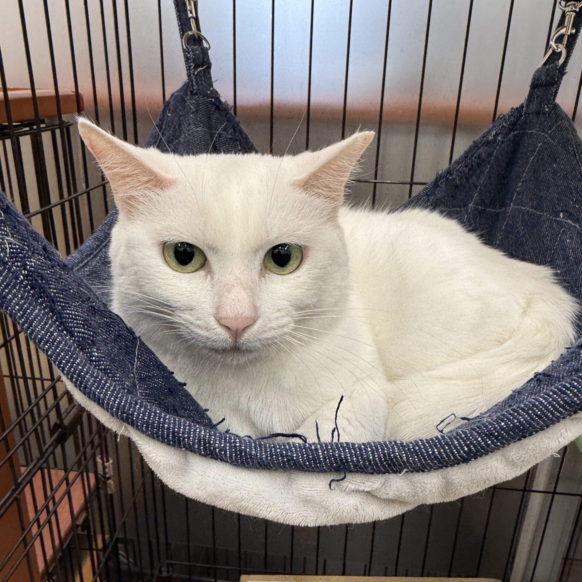 HC24467(よもぎ りーちゃん)★