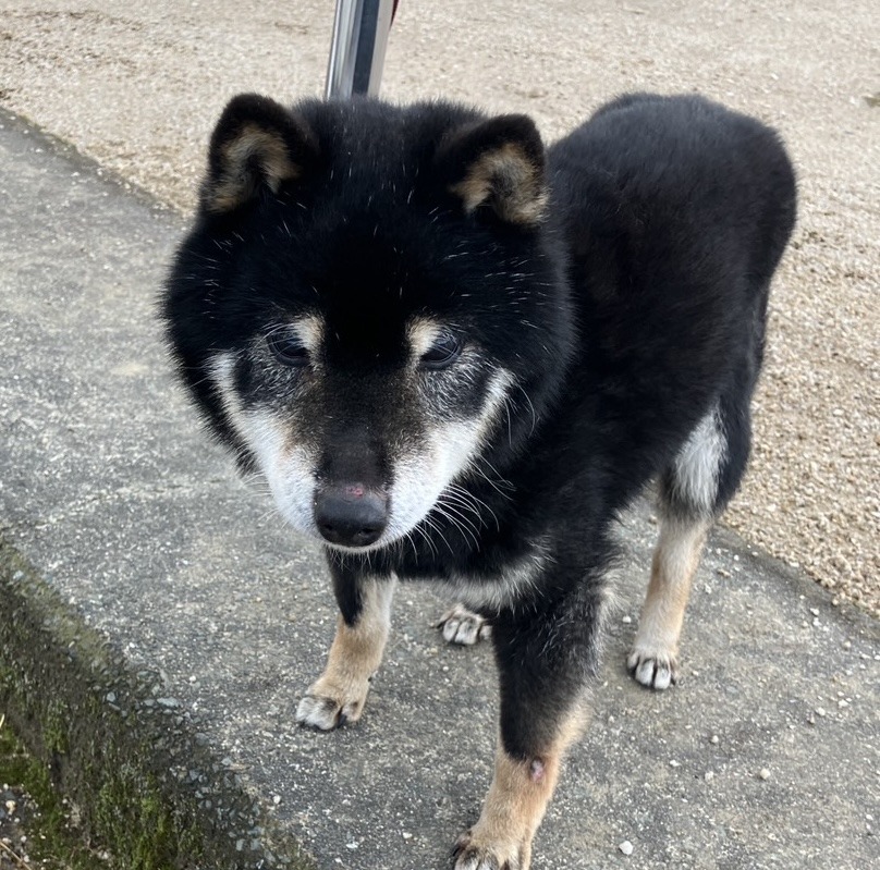 SD25445（敦賀市）