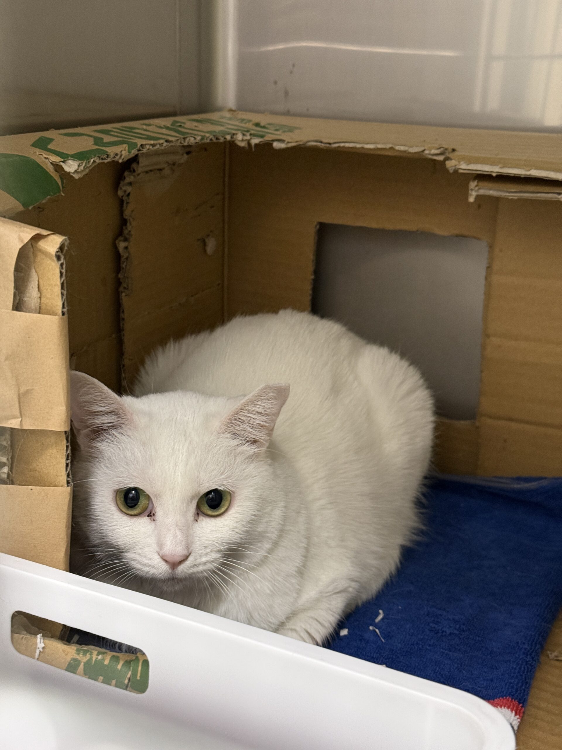 HC24465(よもぎ ブランちゃん)