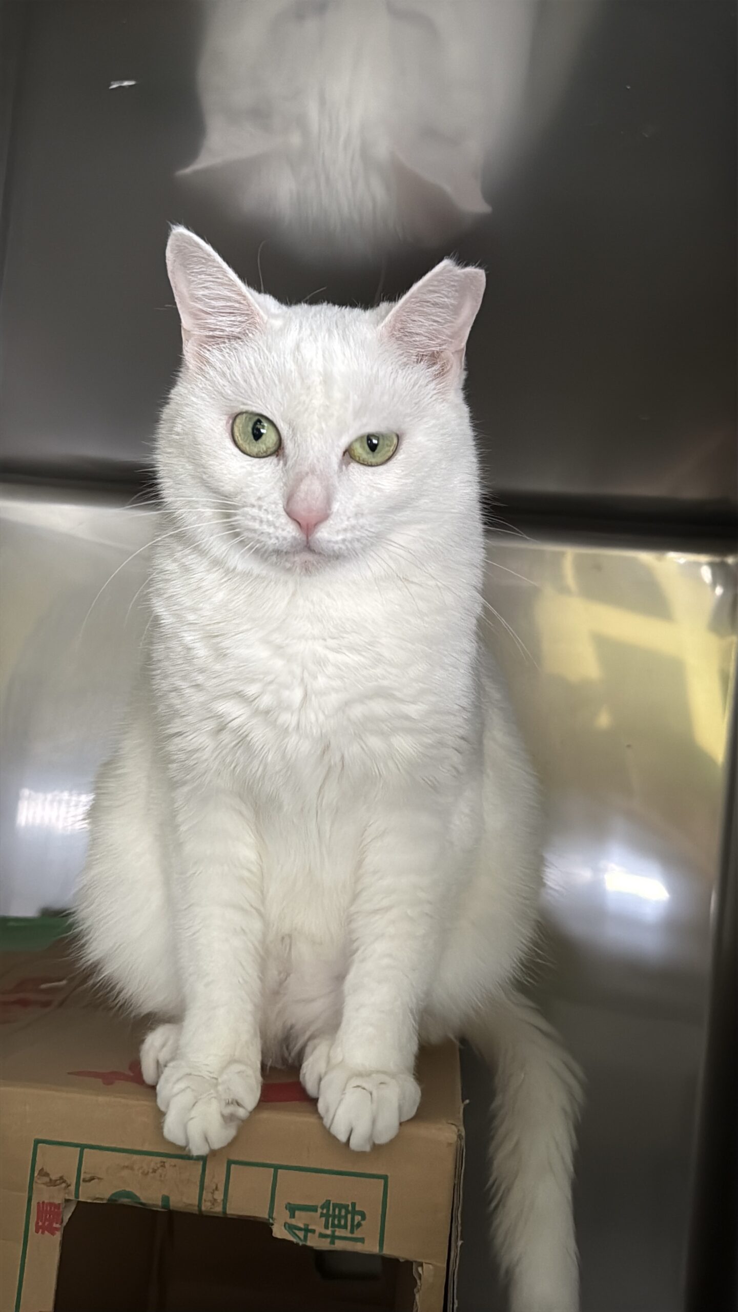 HC24464(よもぎ りーちゃん)★