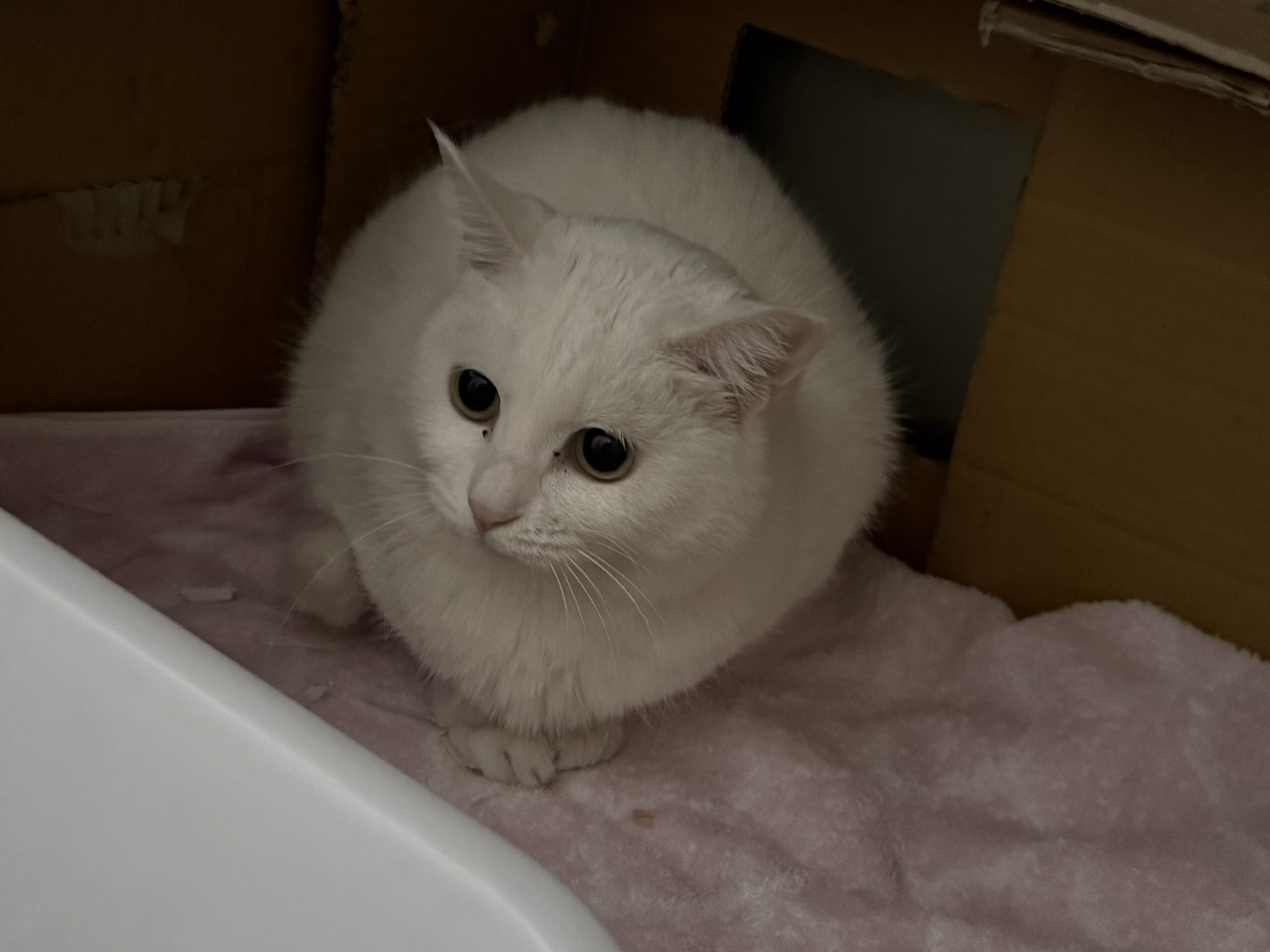 HC24465(よもぎ ブランちゃん)